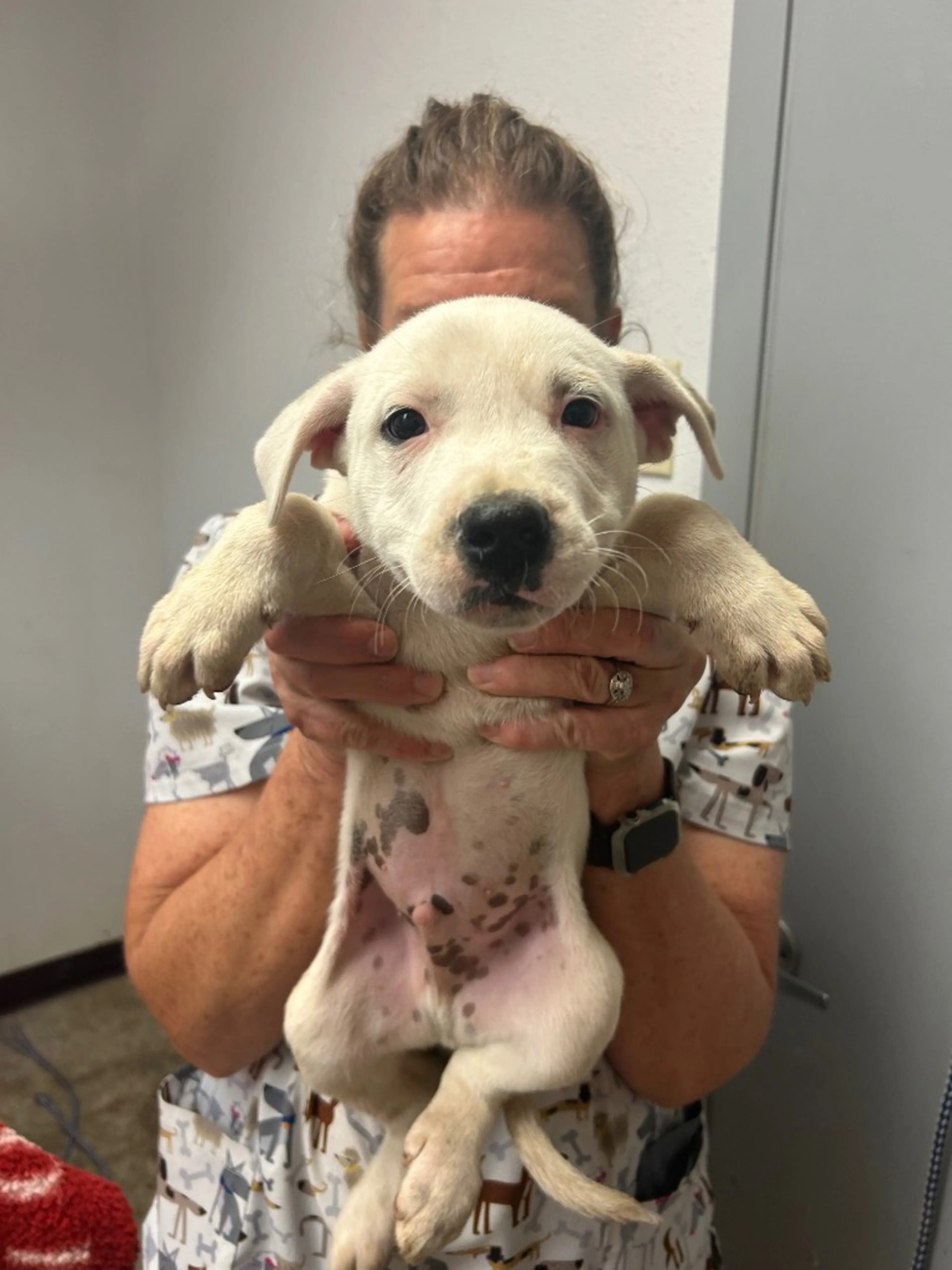 Found pet