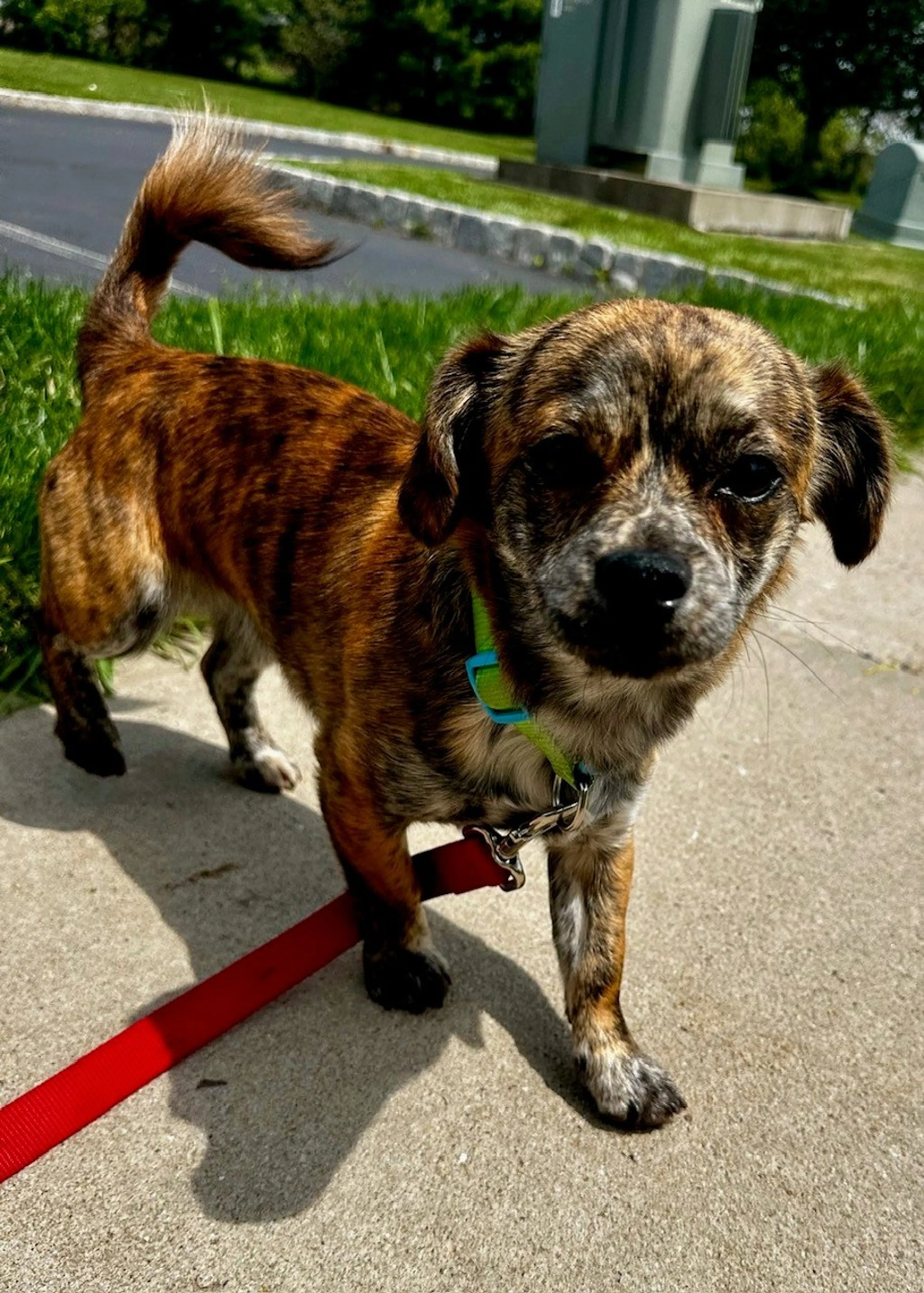 Found pet-3