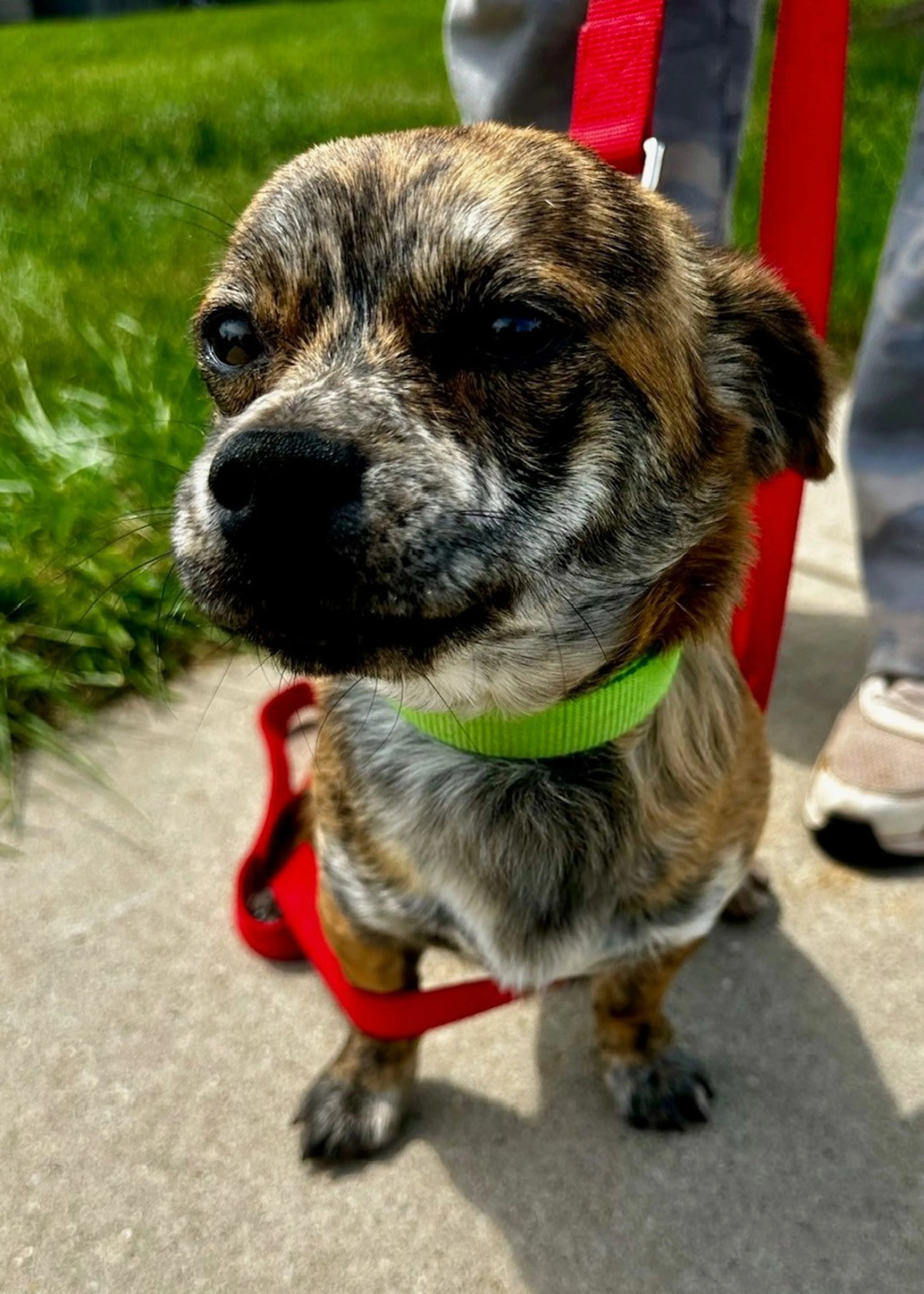 Found pet-2