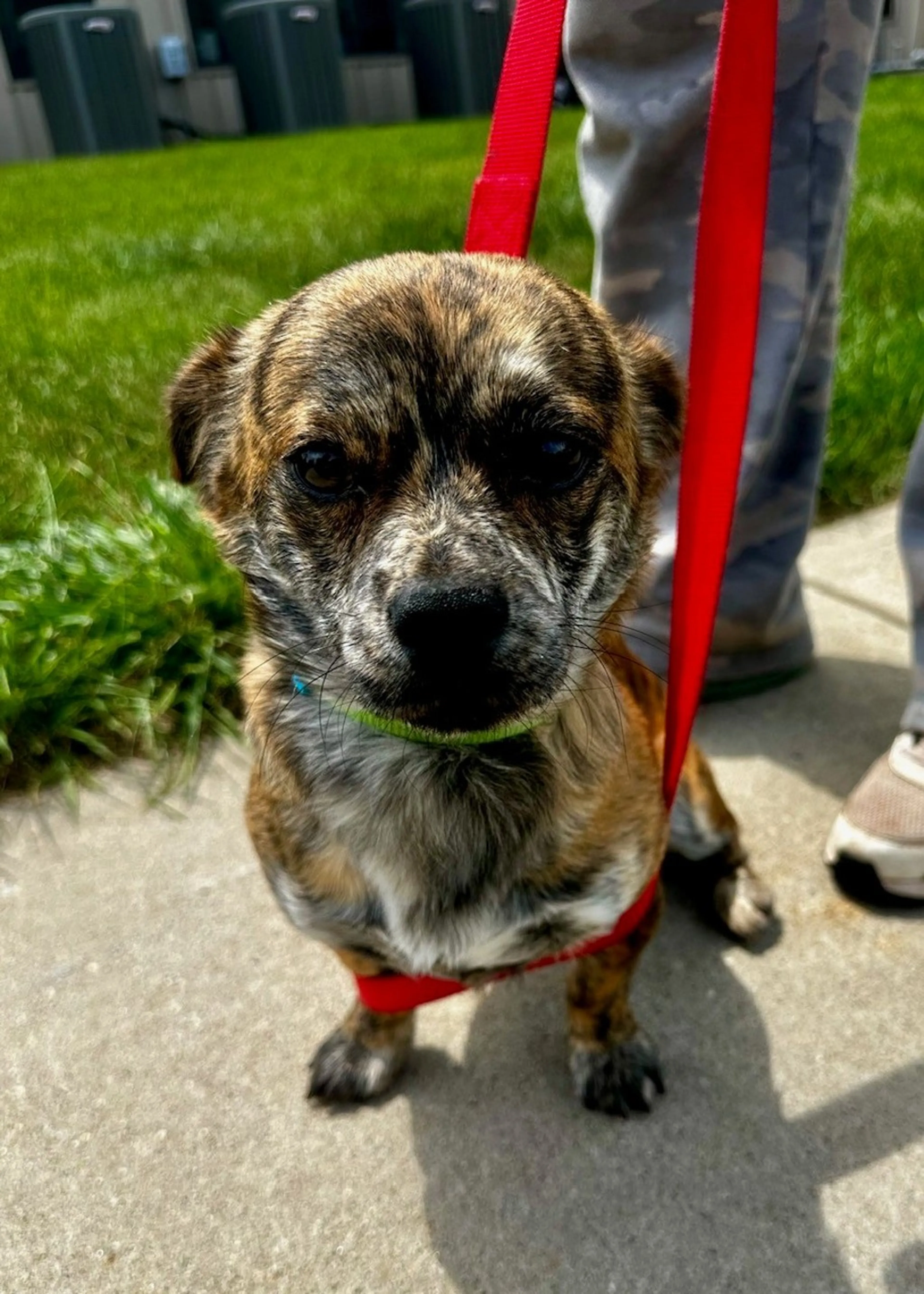 Found pet-1