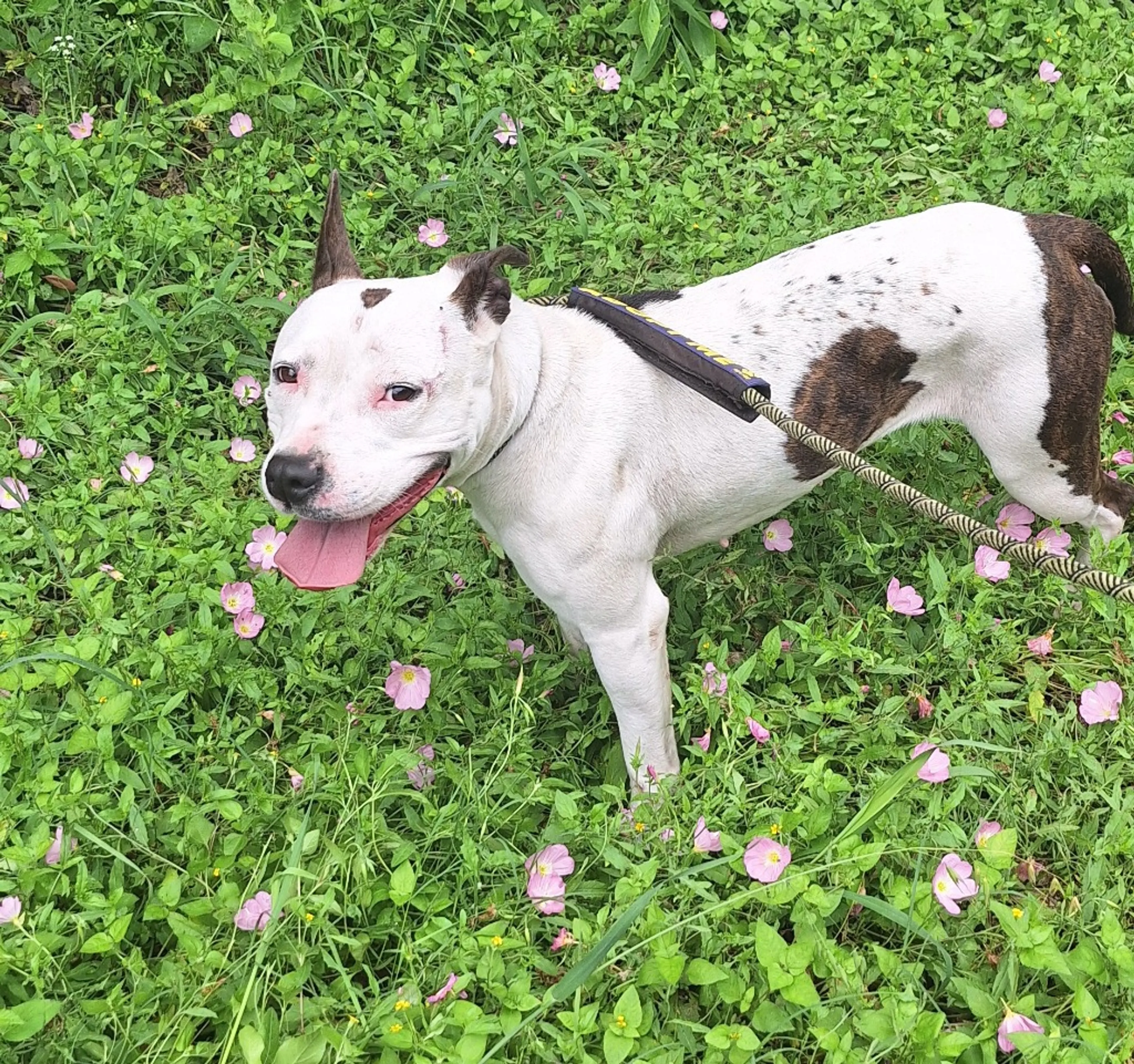 Found pet