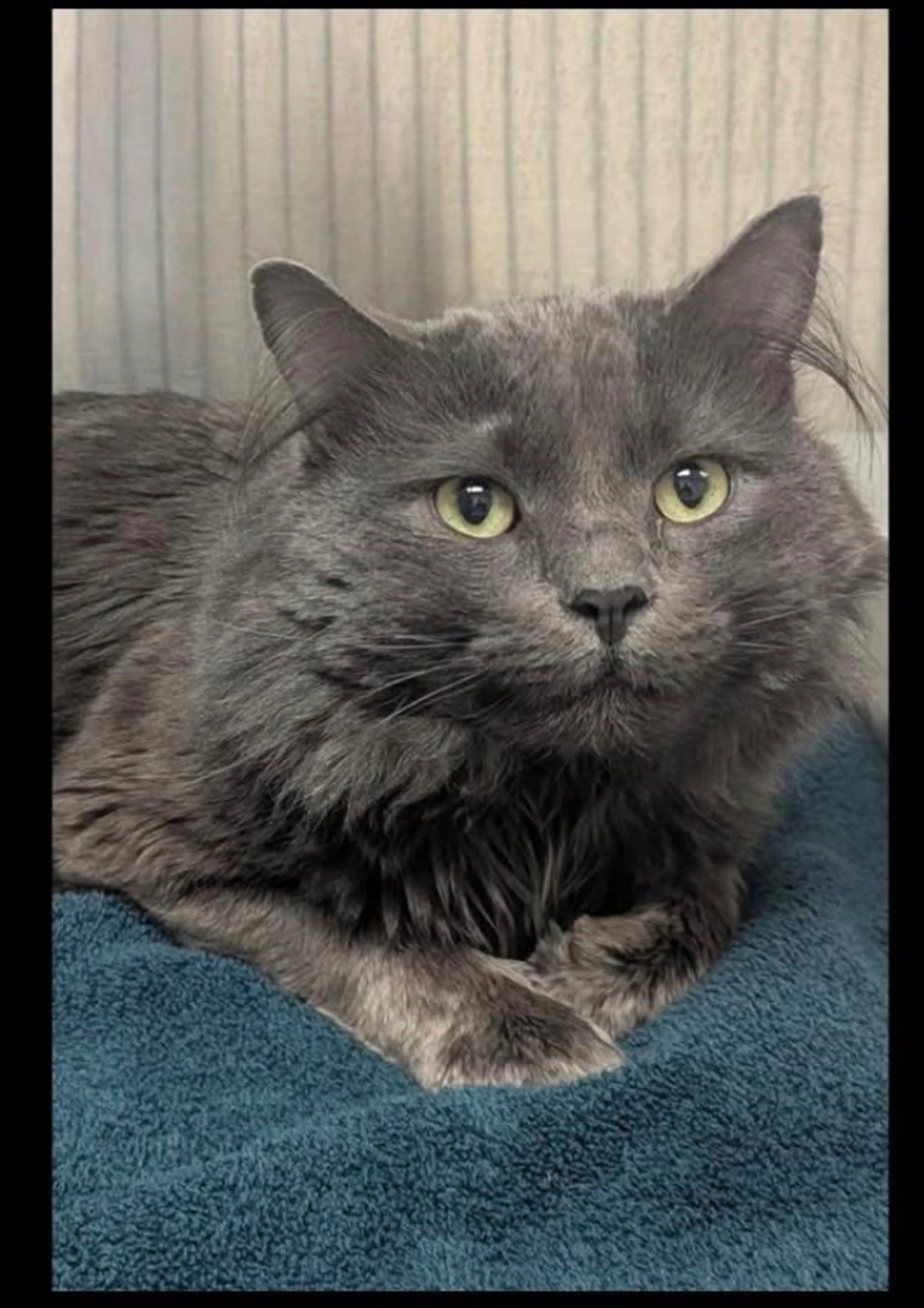 Found pet