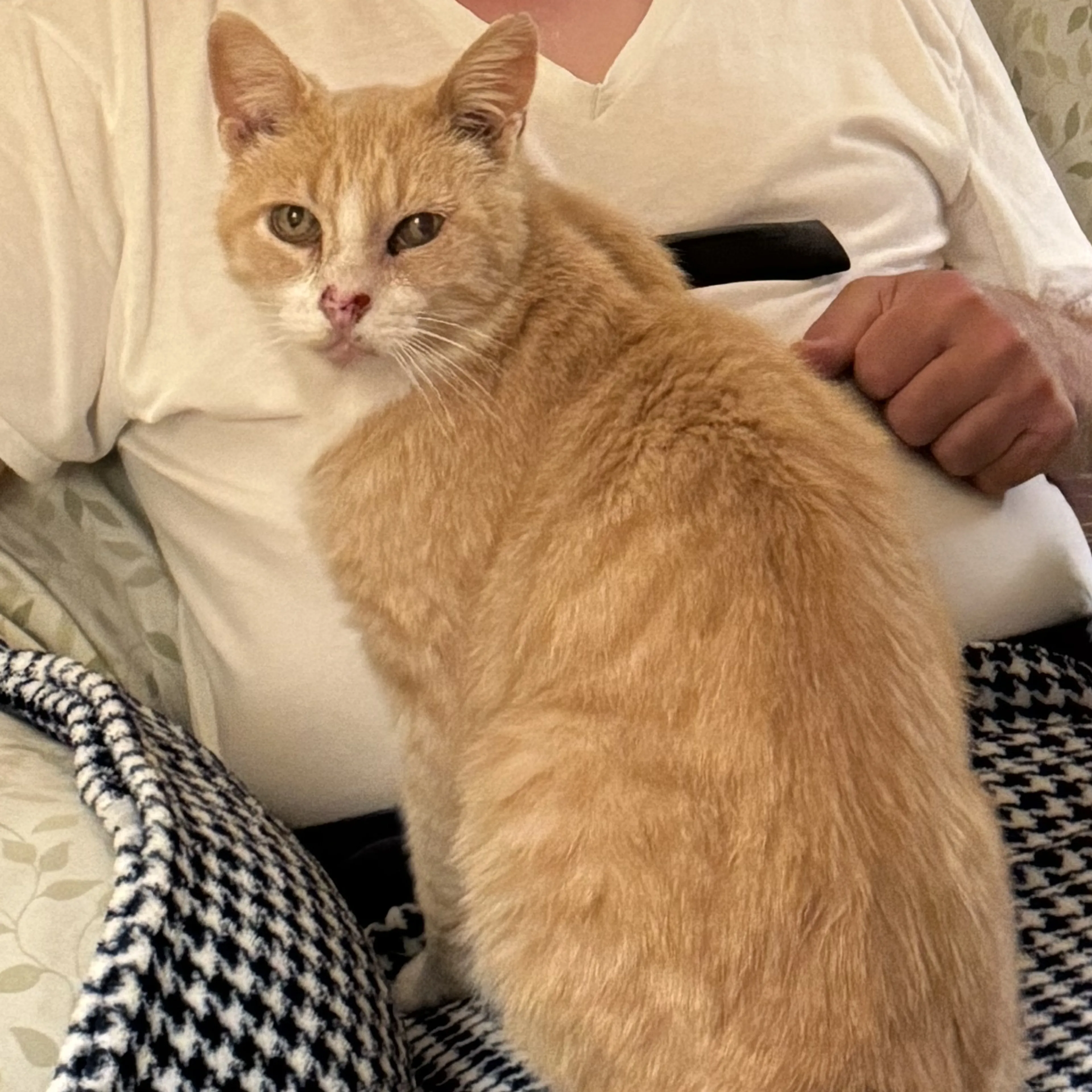 Lost pet-1