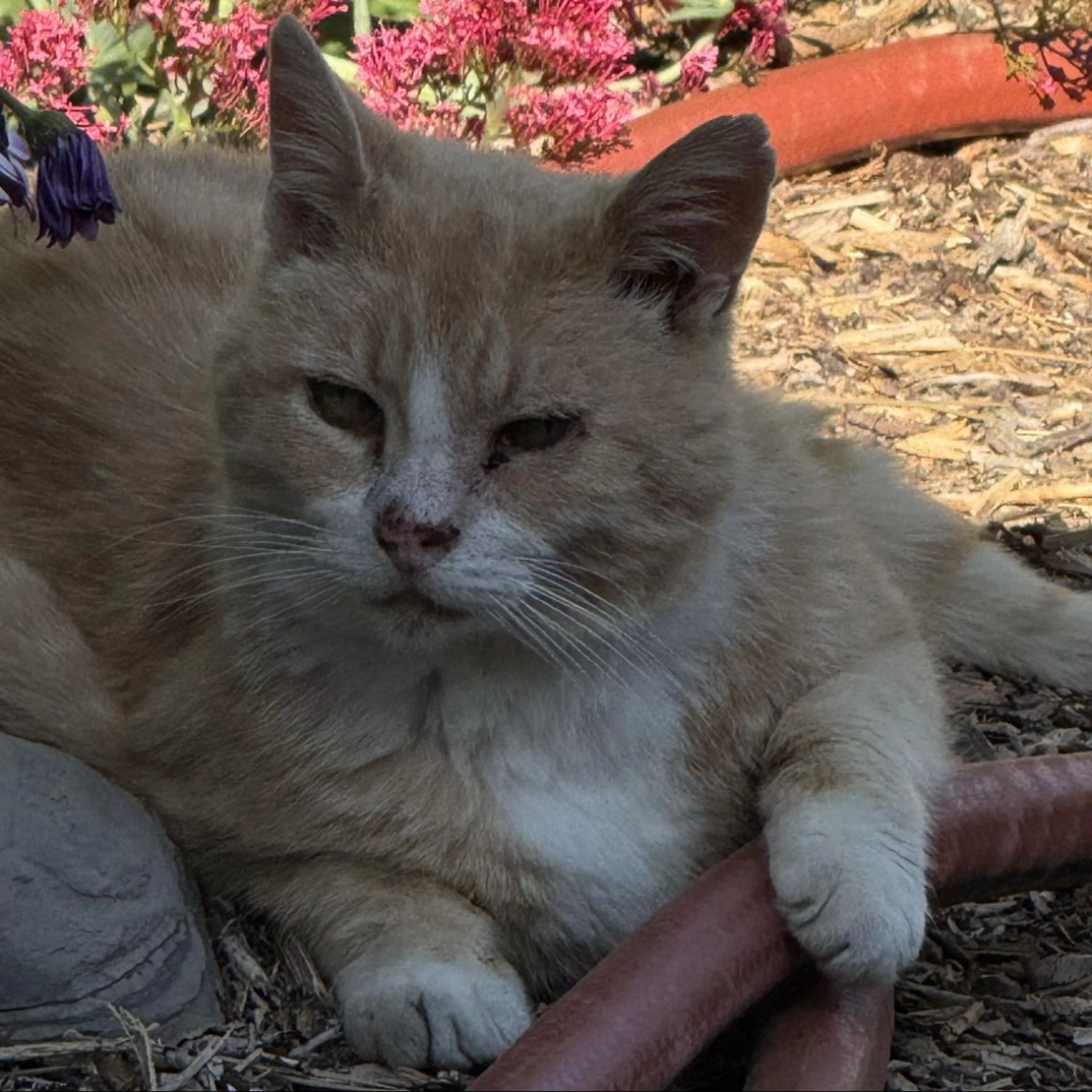 Lost pet-0