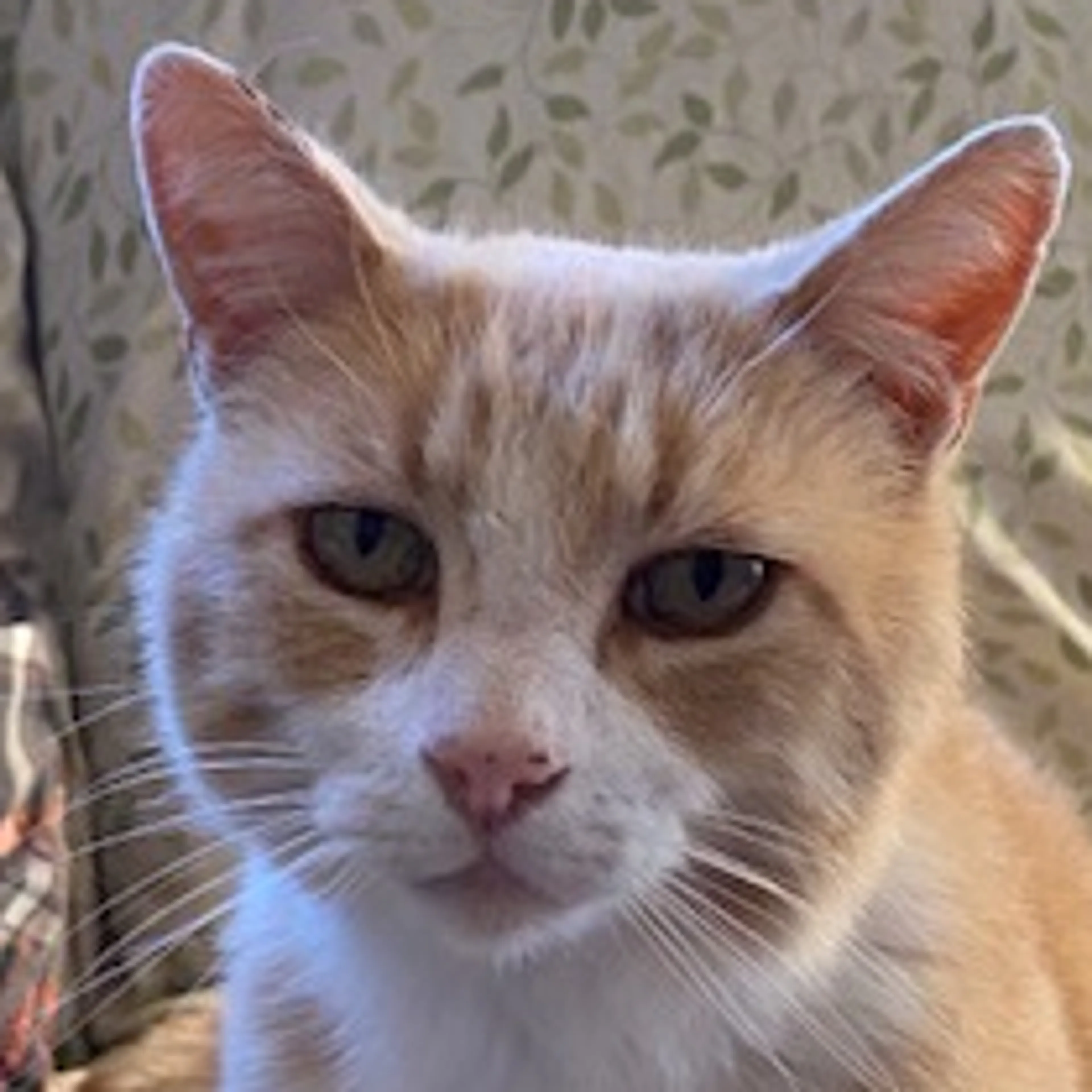 Lost pet-2