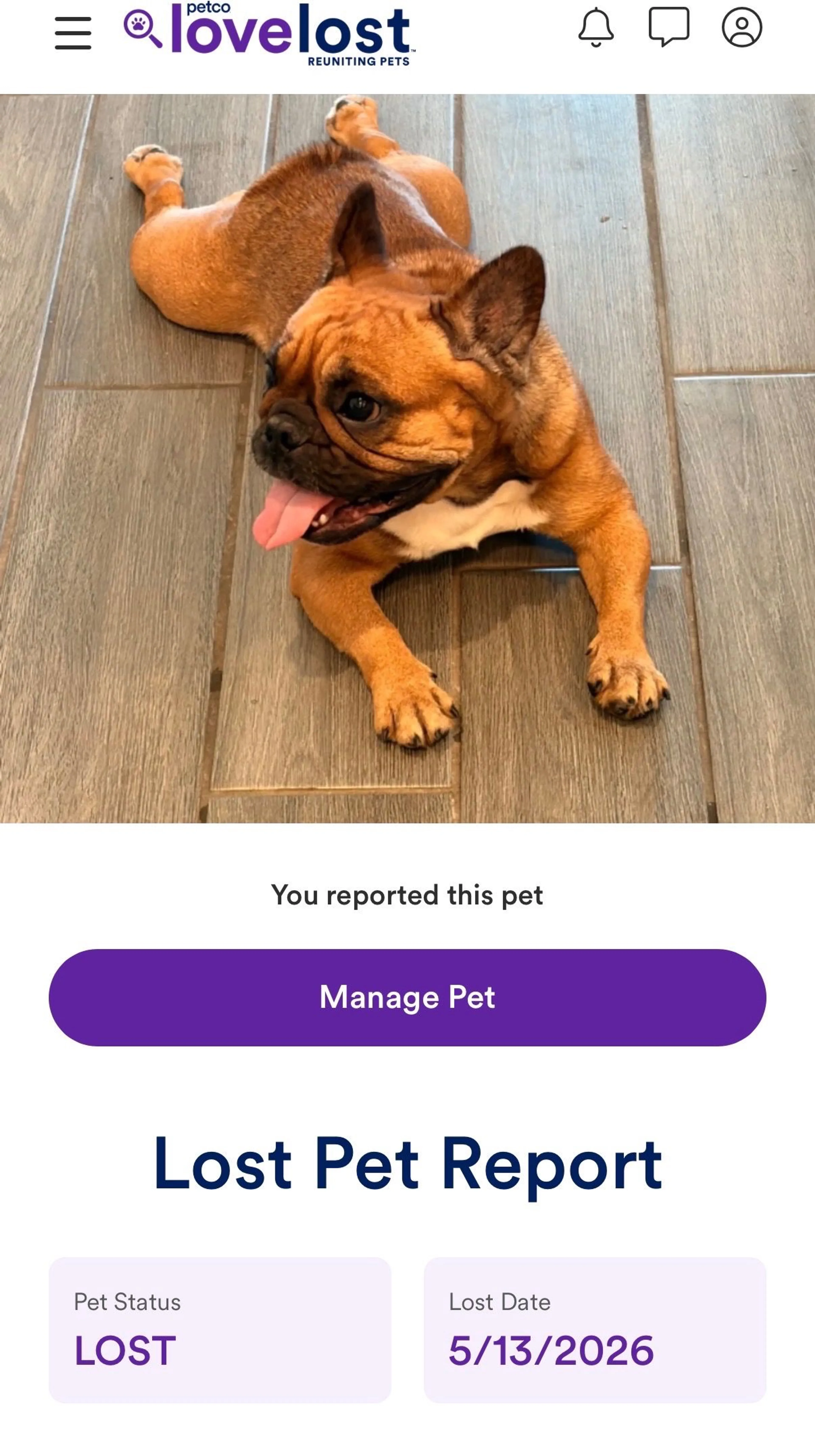 Lost pet