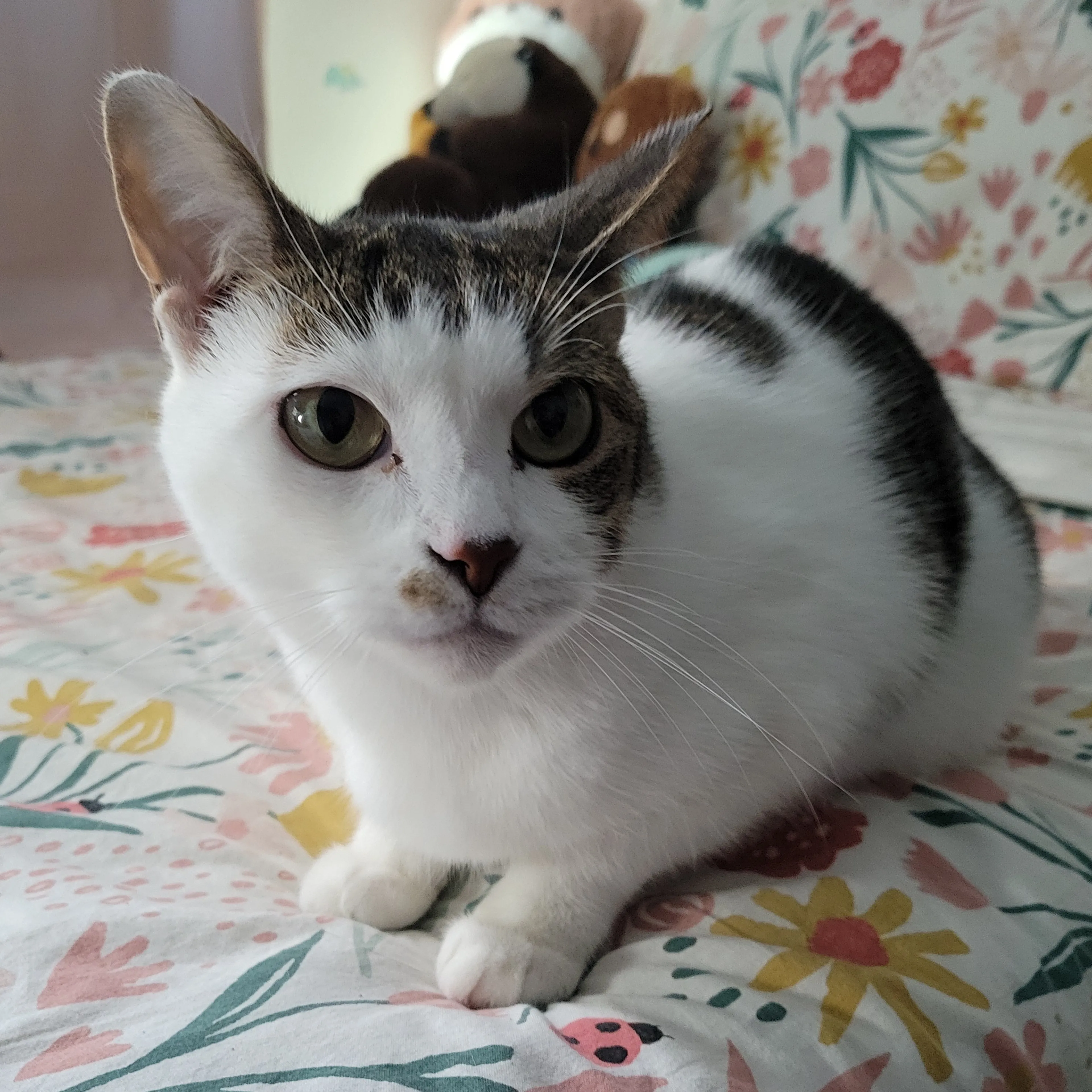 Lost pet-1