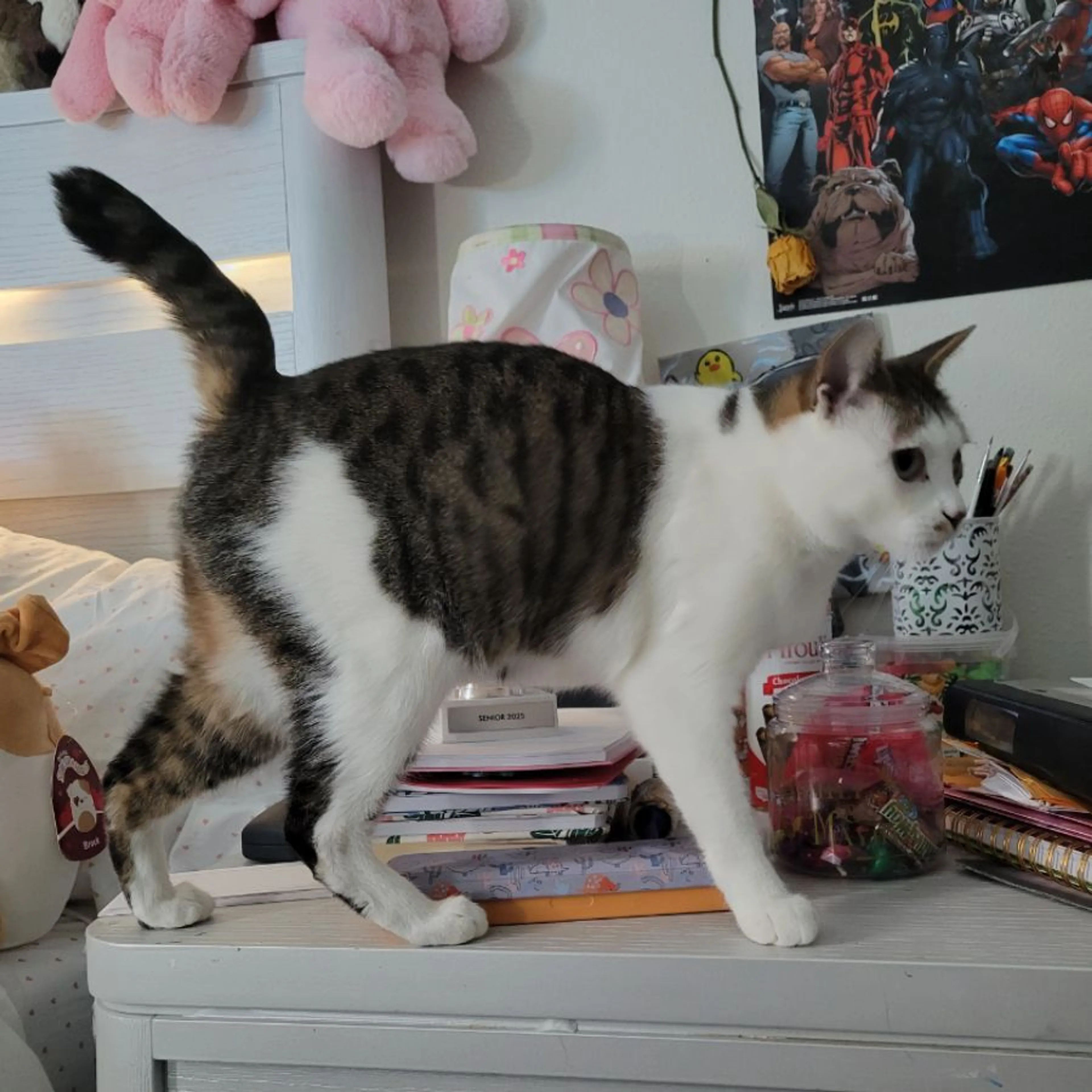 Lost pet-0