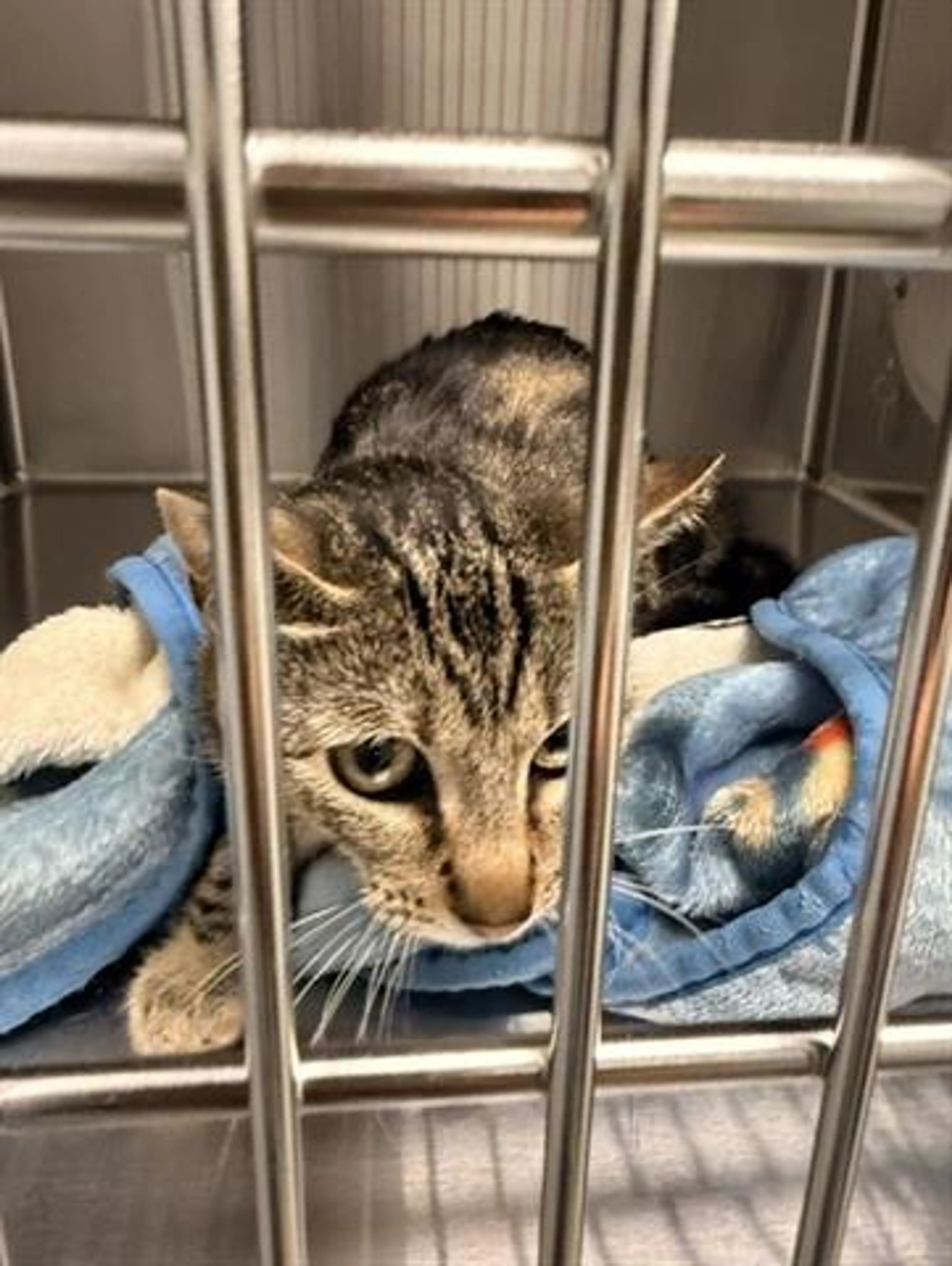 Found pet