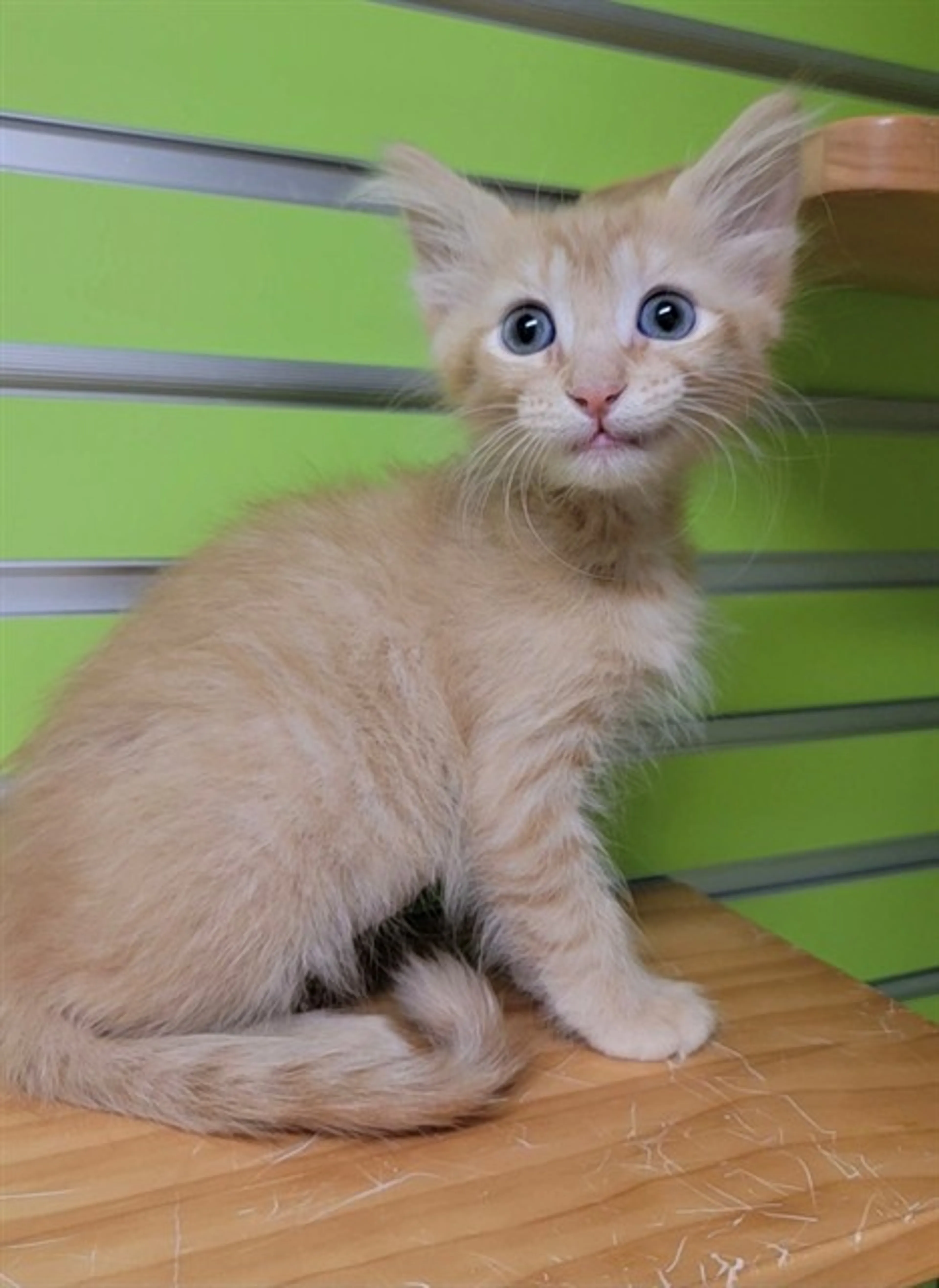 Found pet