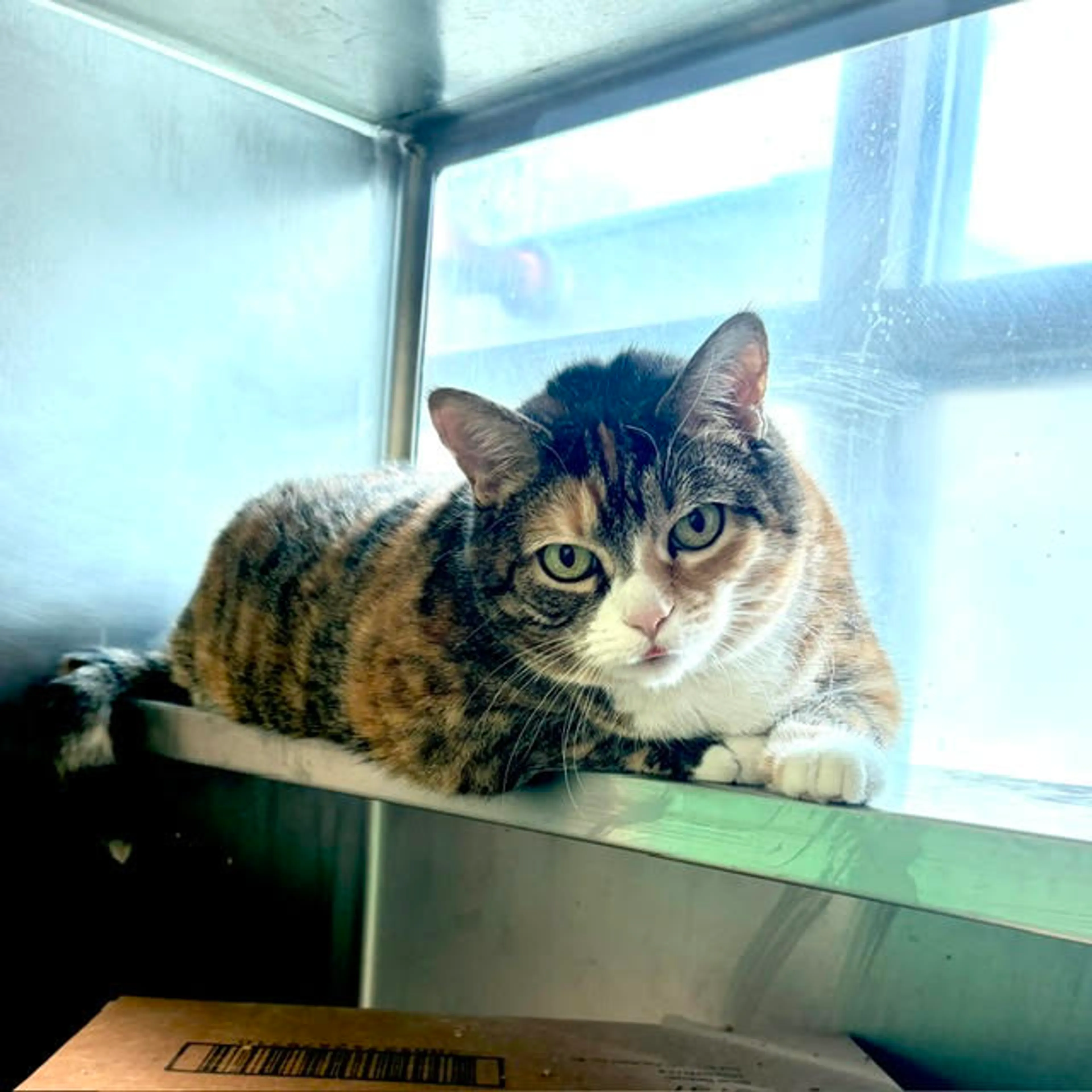 Found pet