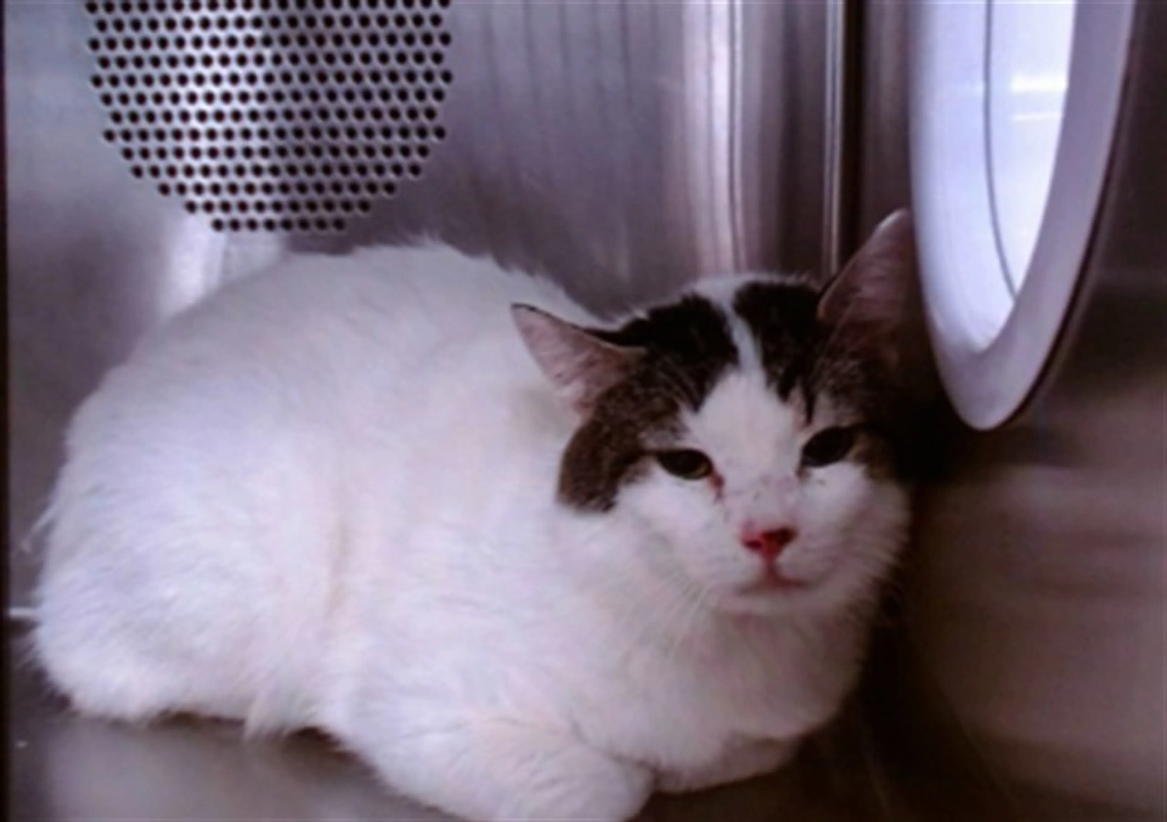 Found pet