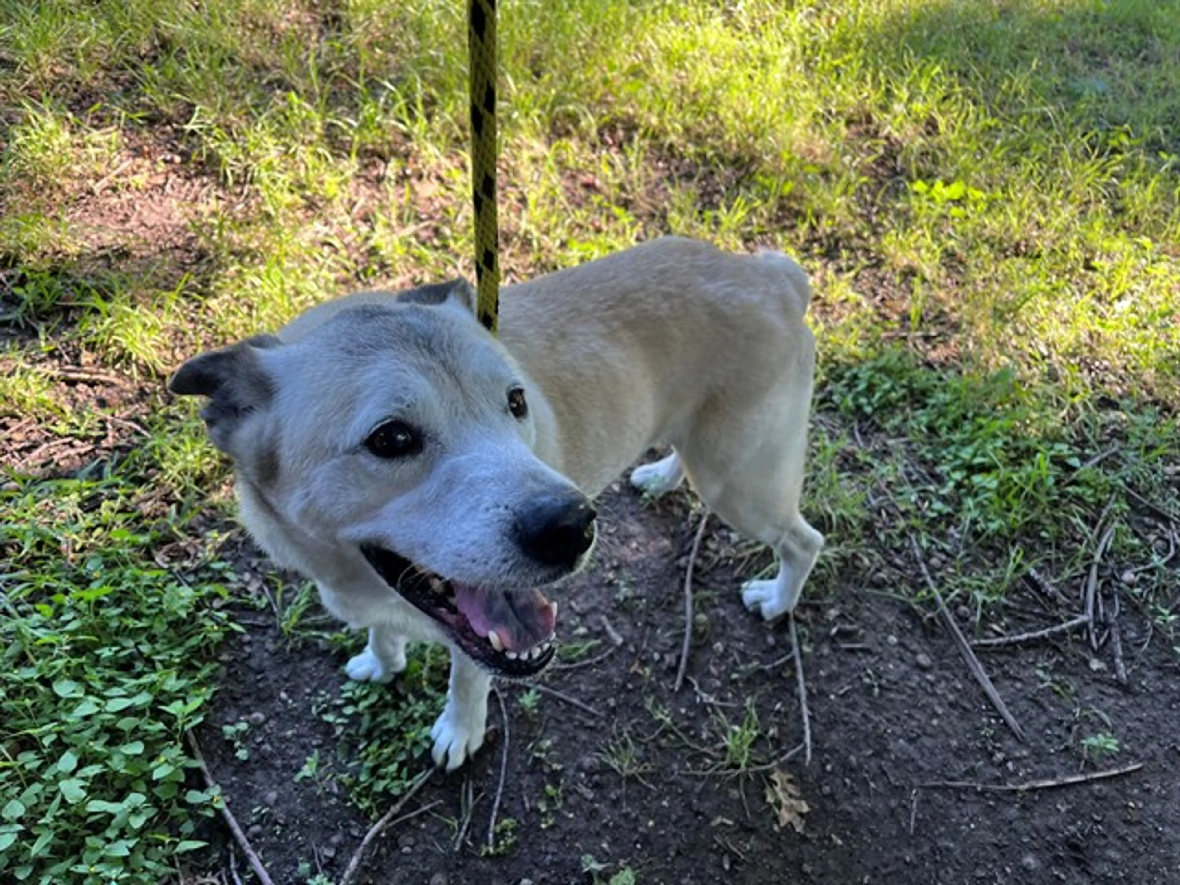 Found pet