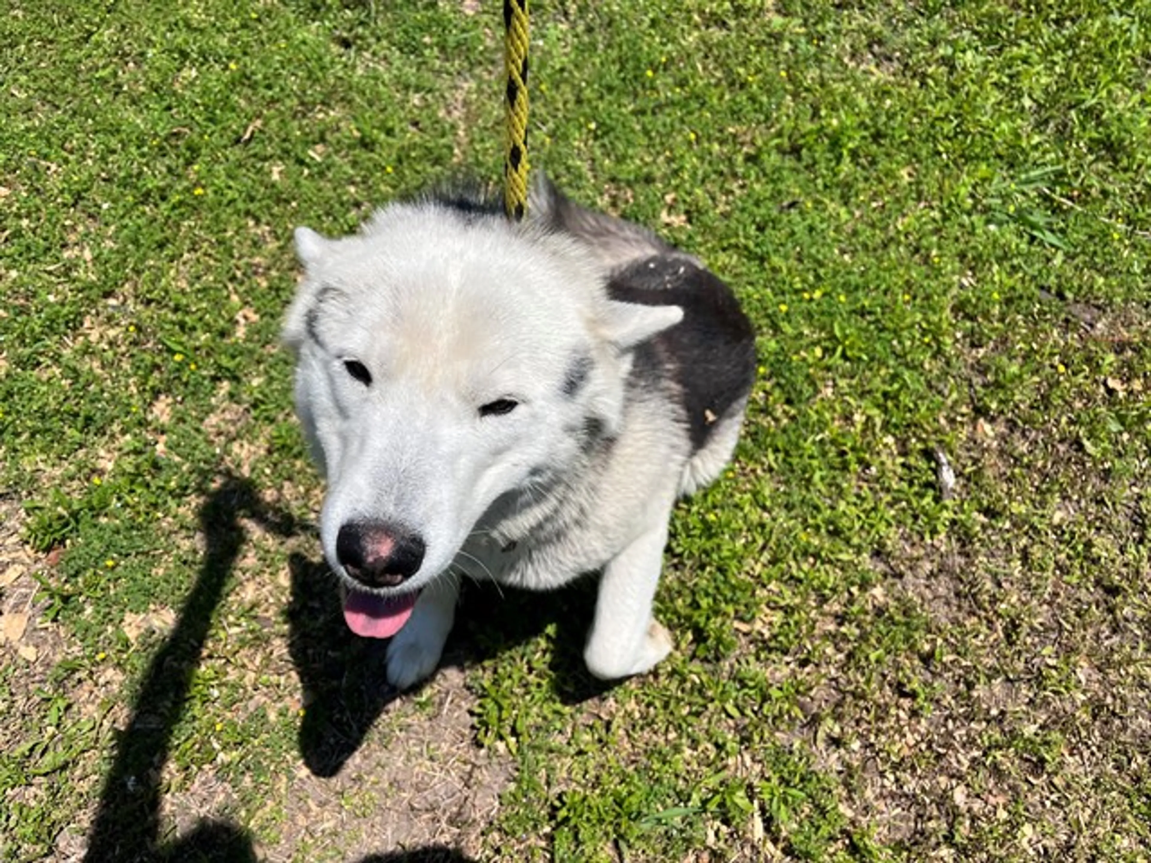 Found pet