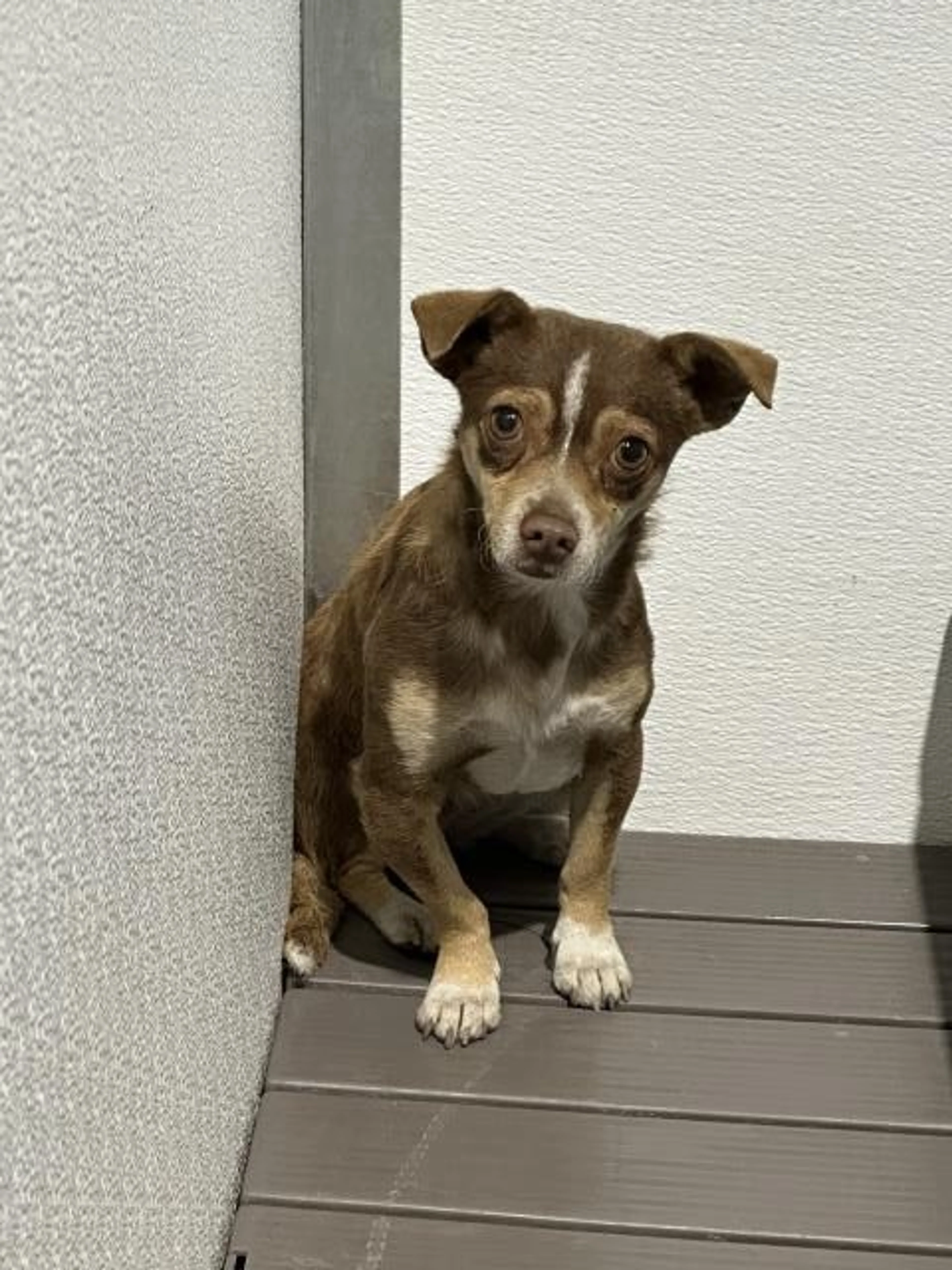 Found pet