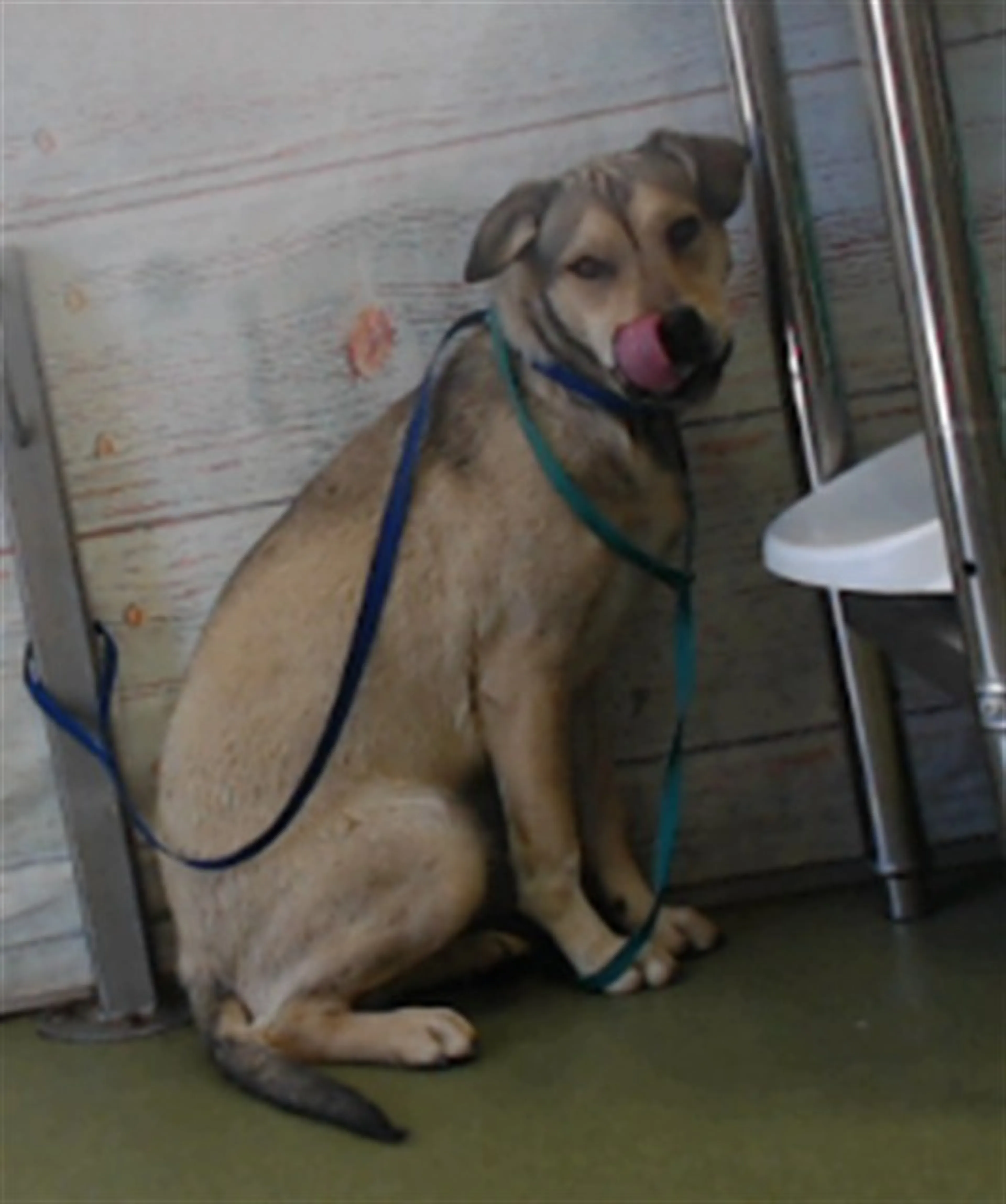 Found pet