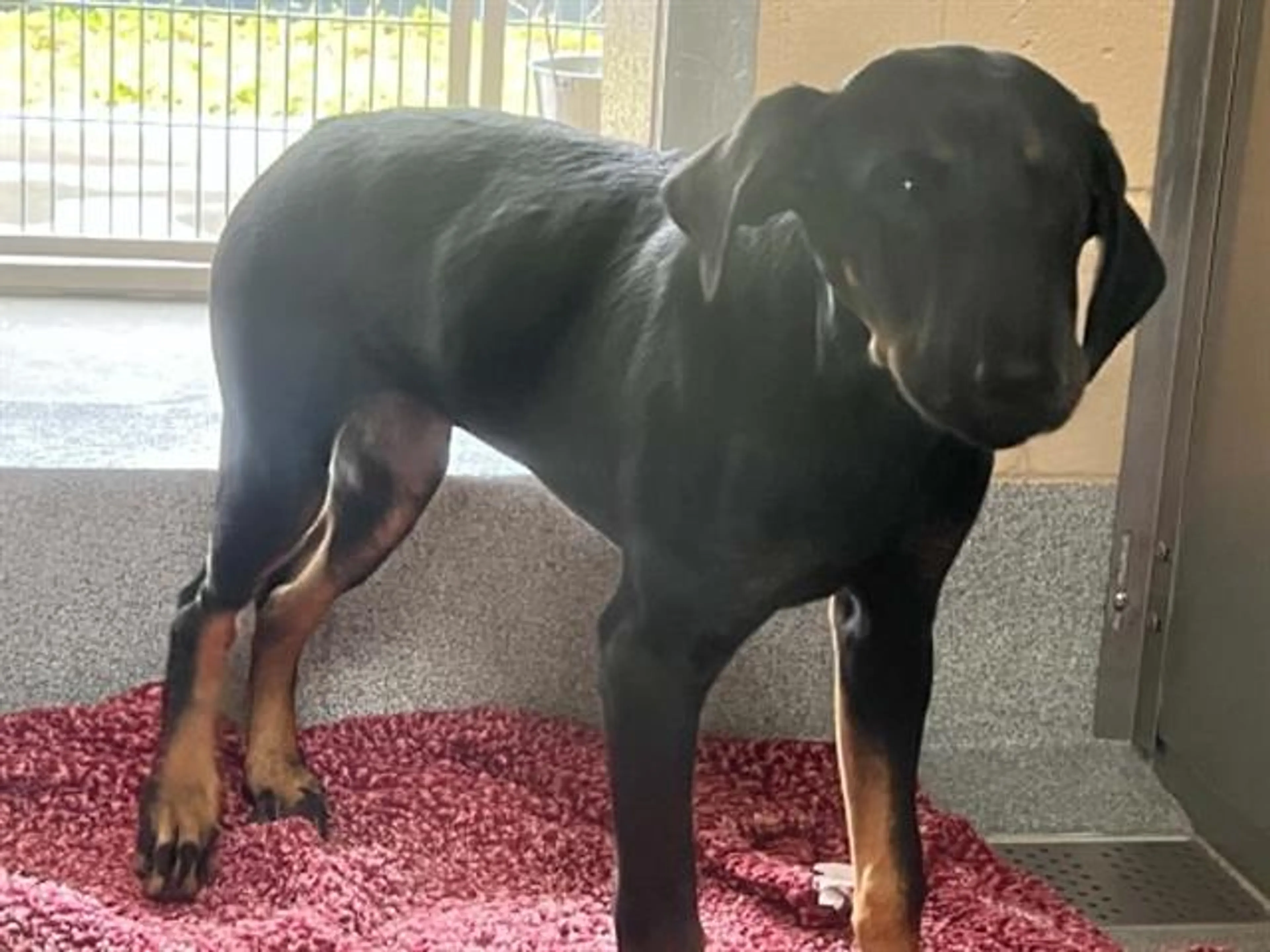 Found pet