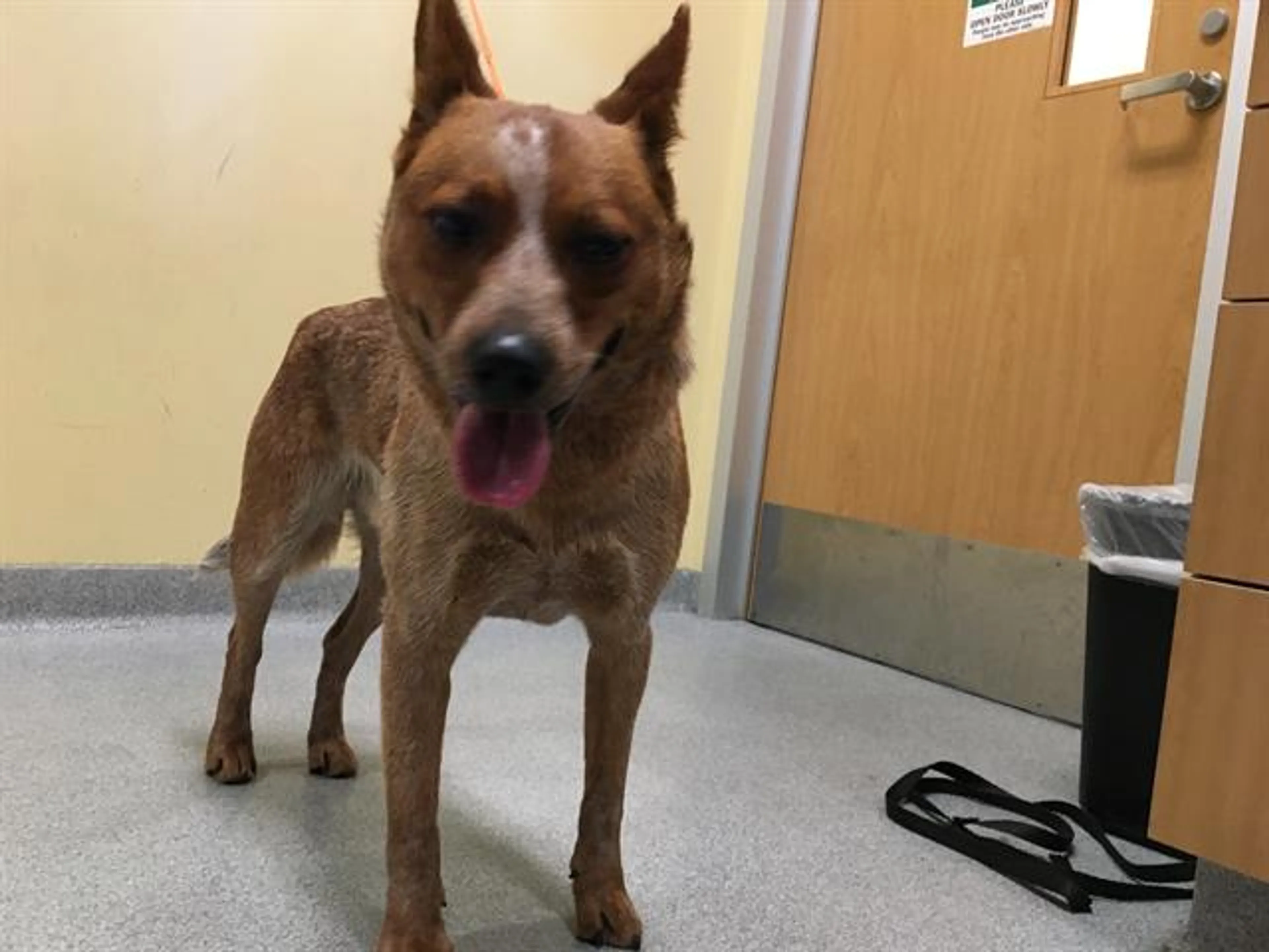 Found pet