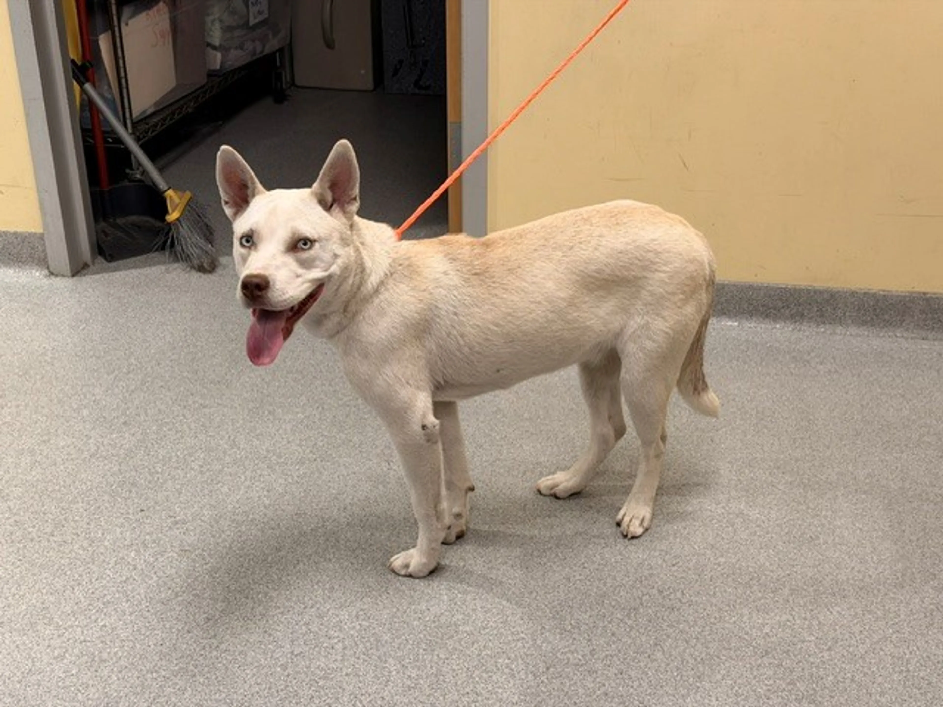 Found pet