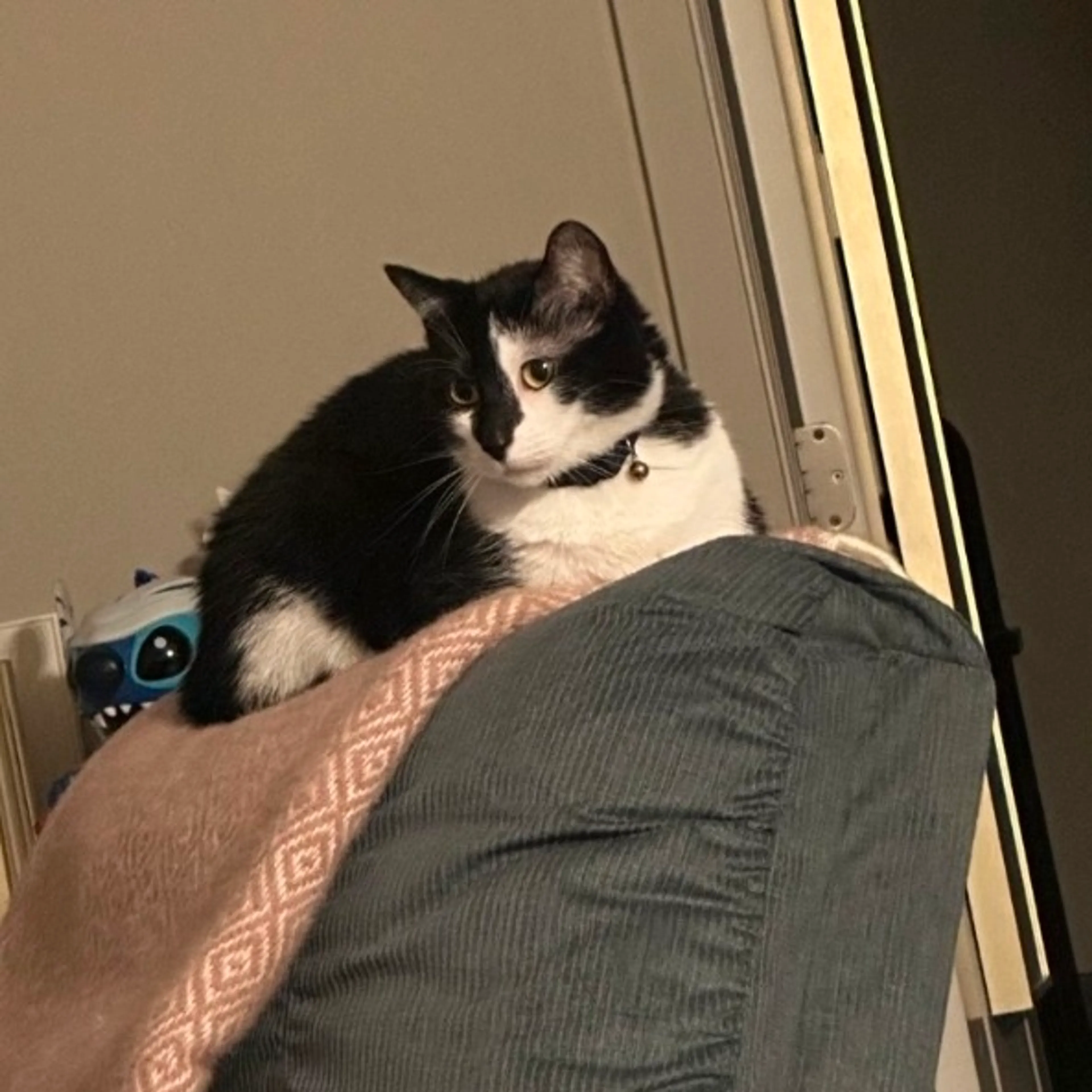 Found pet-2