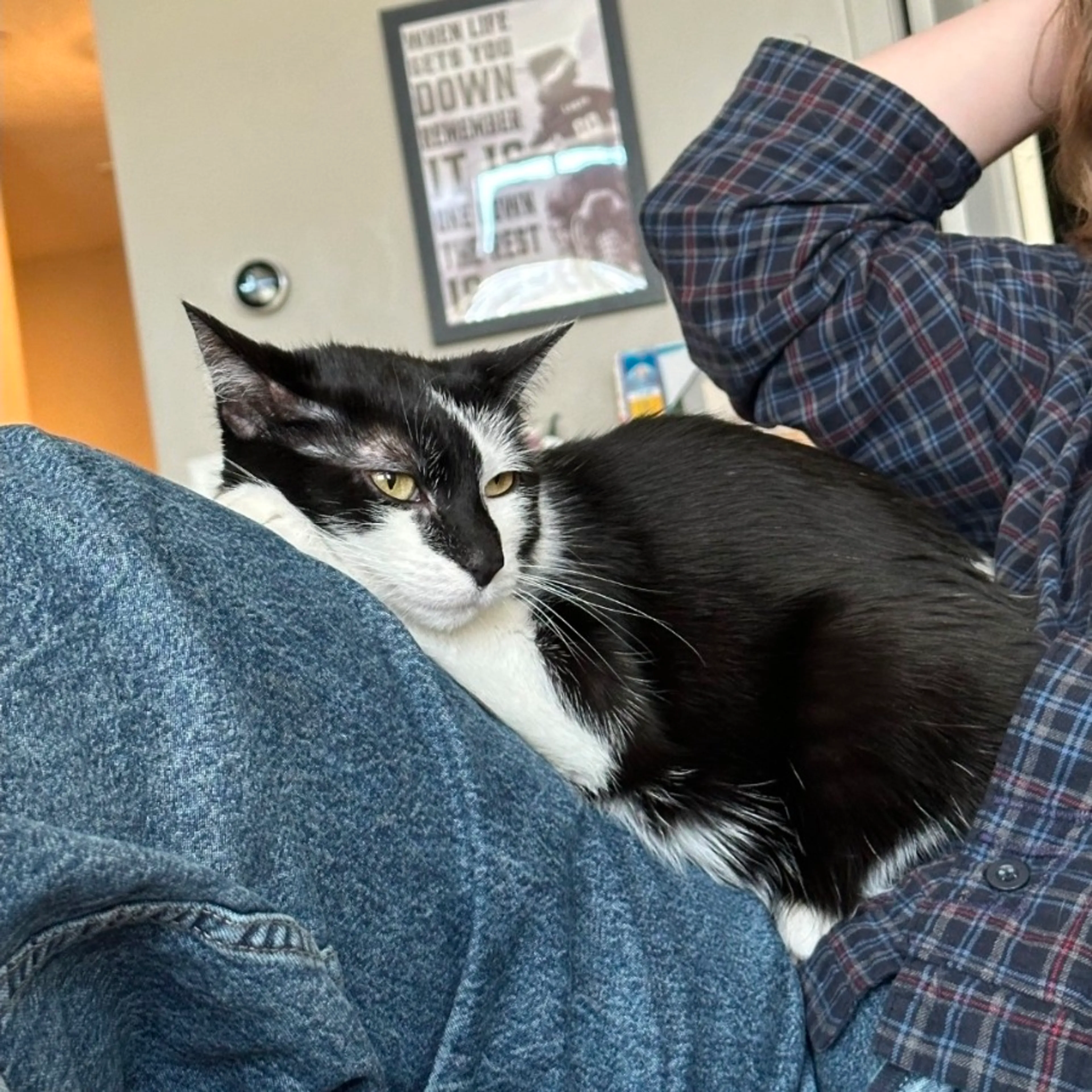 Found pet-4
