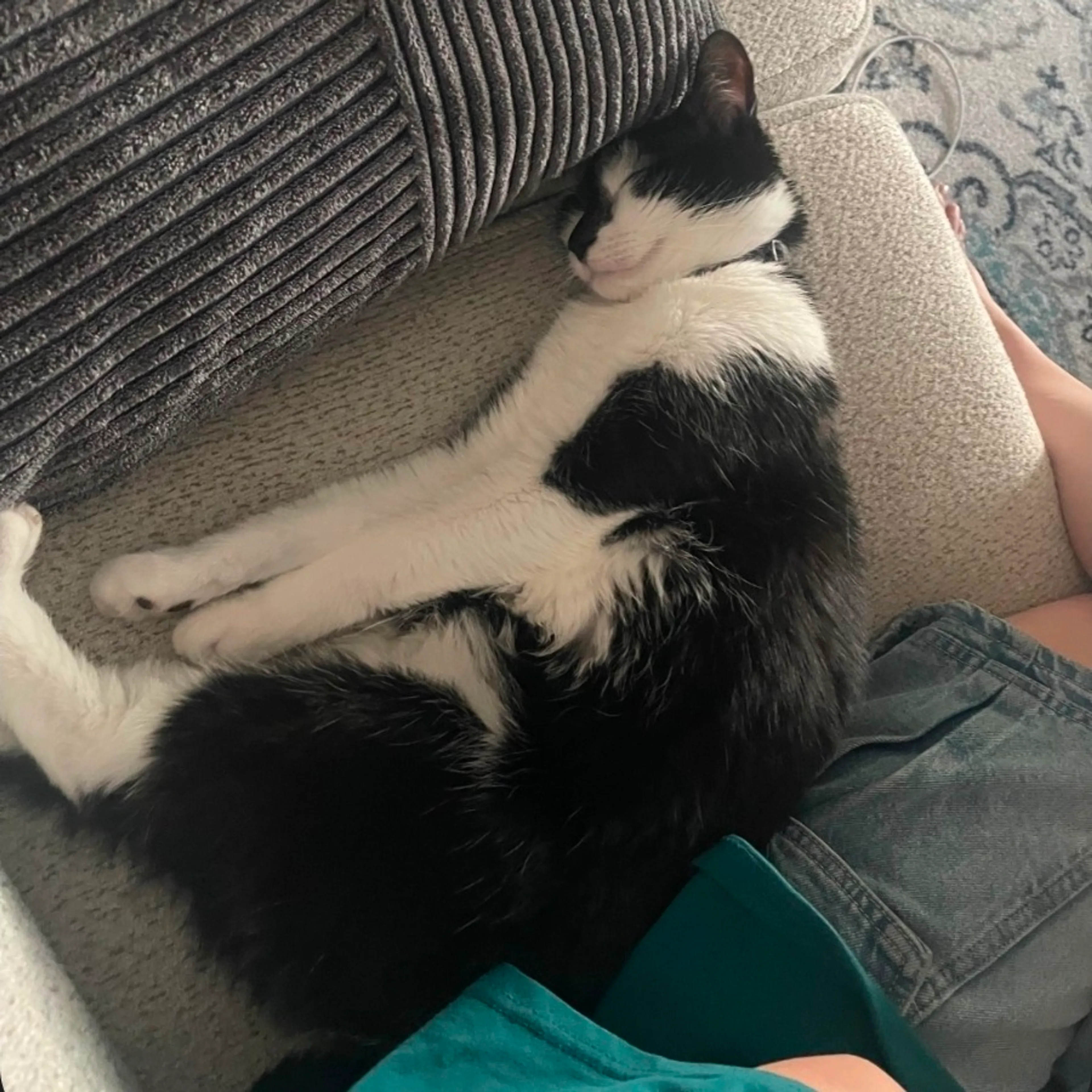 Found pet-1