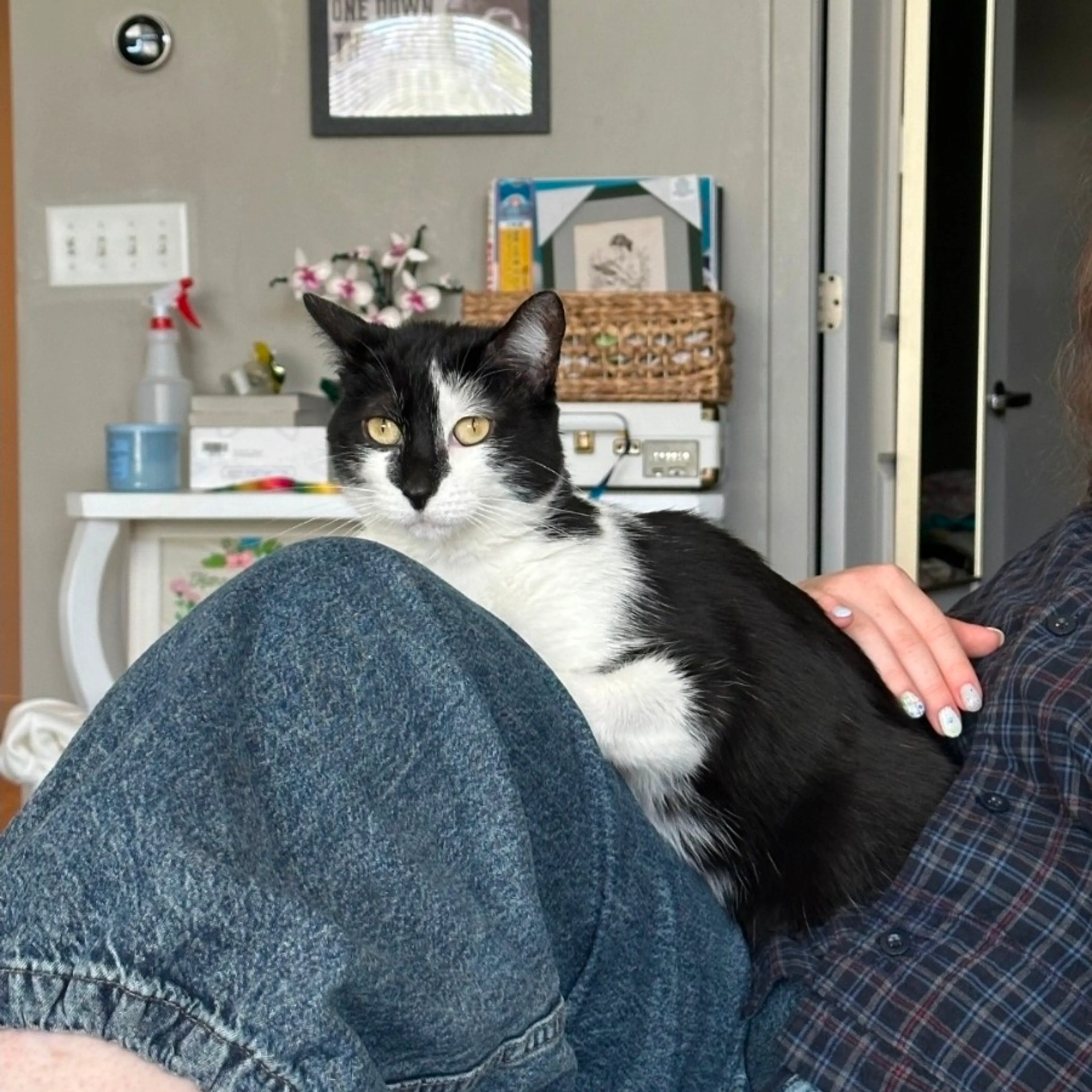 Found pet-3
