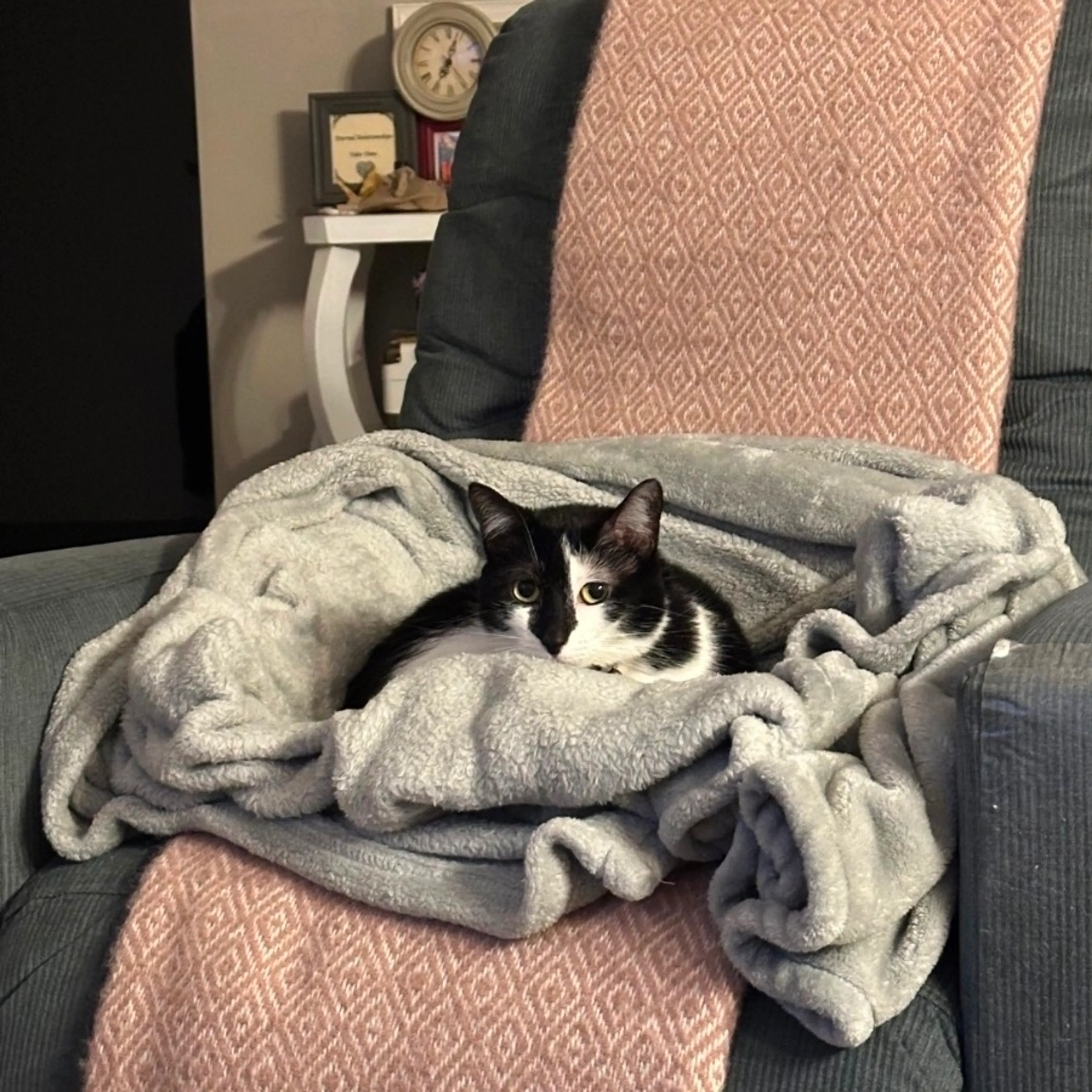 Found pet-5