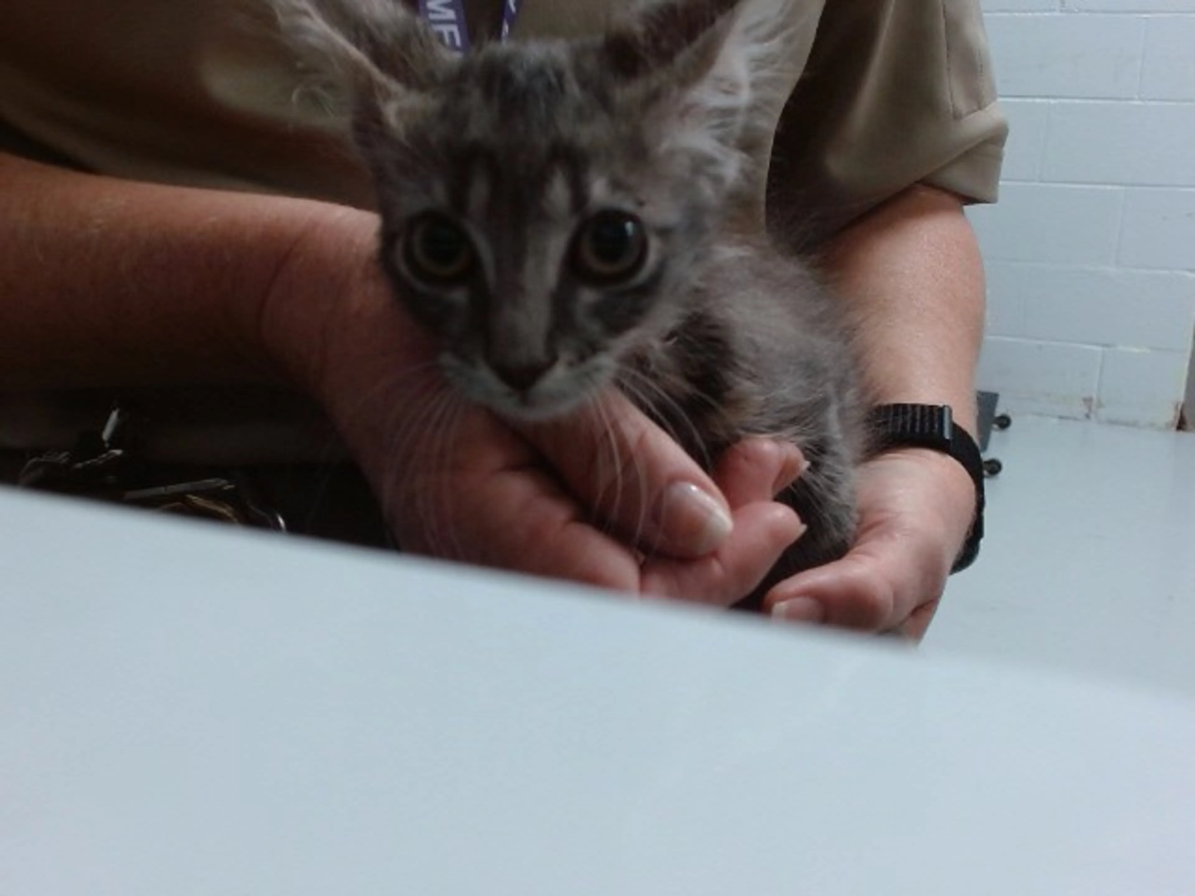 Found pet