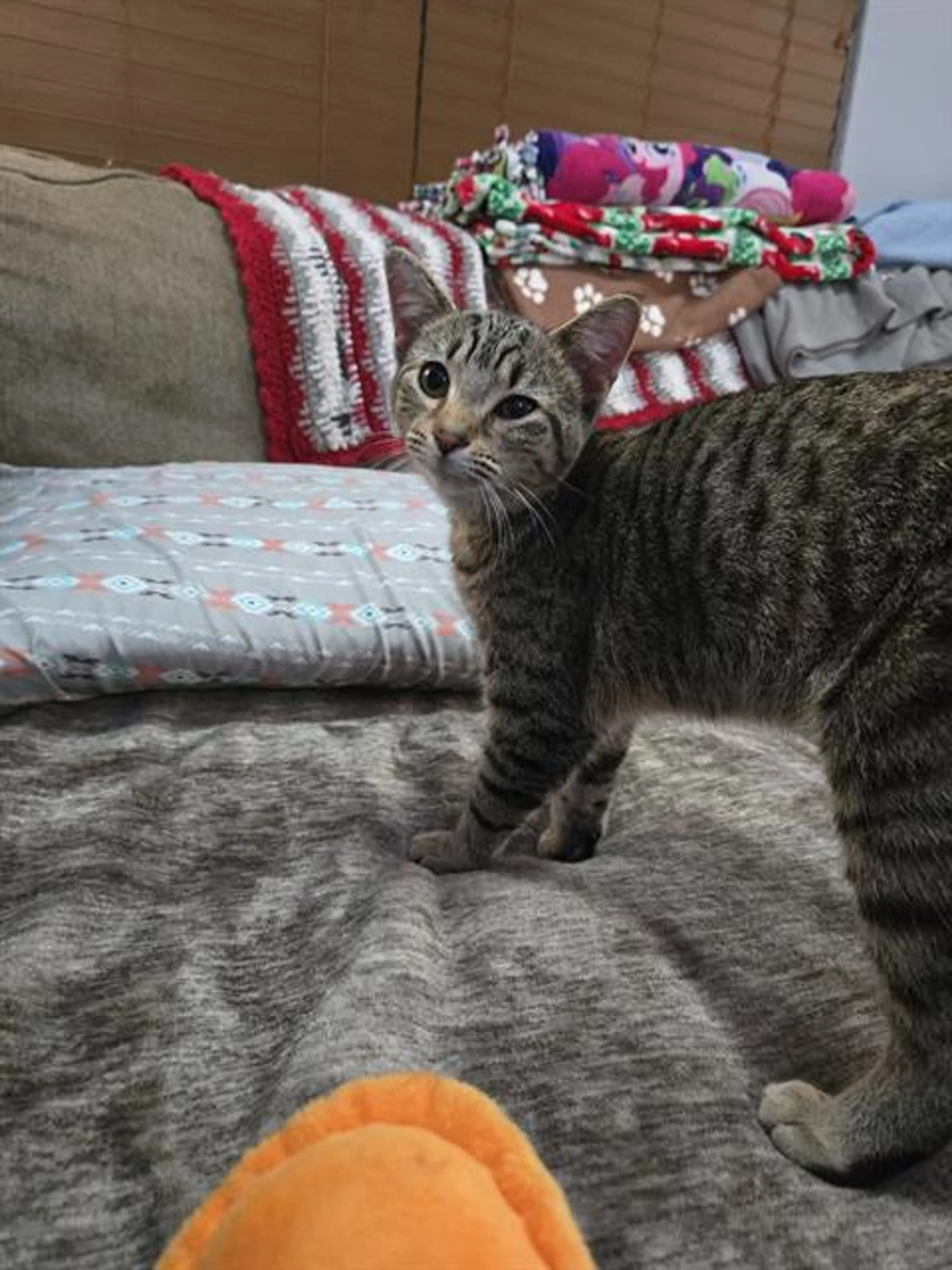 Found pet