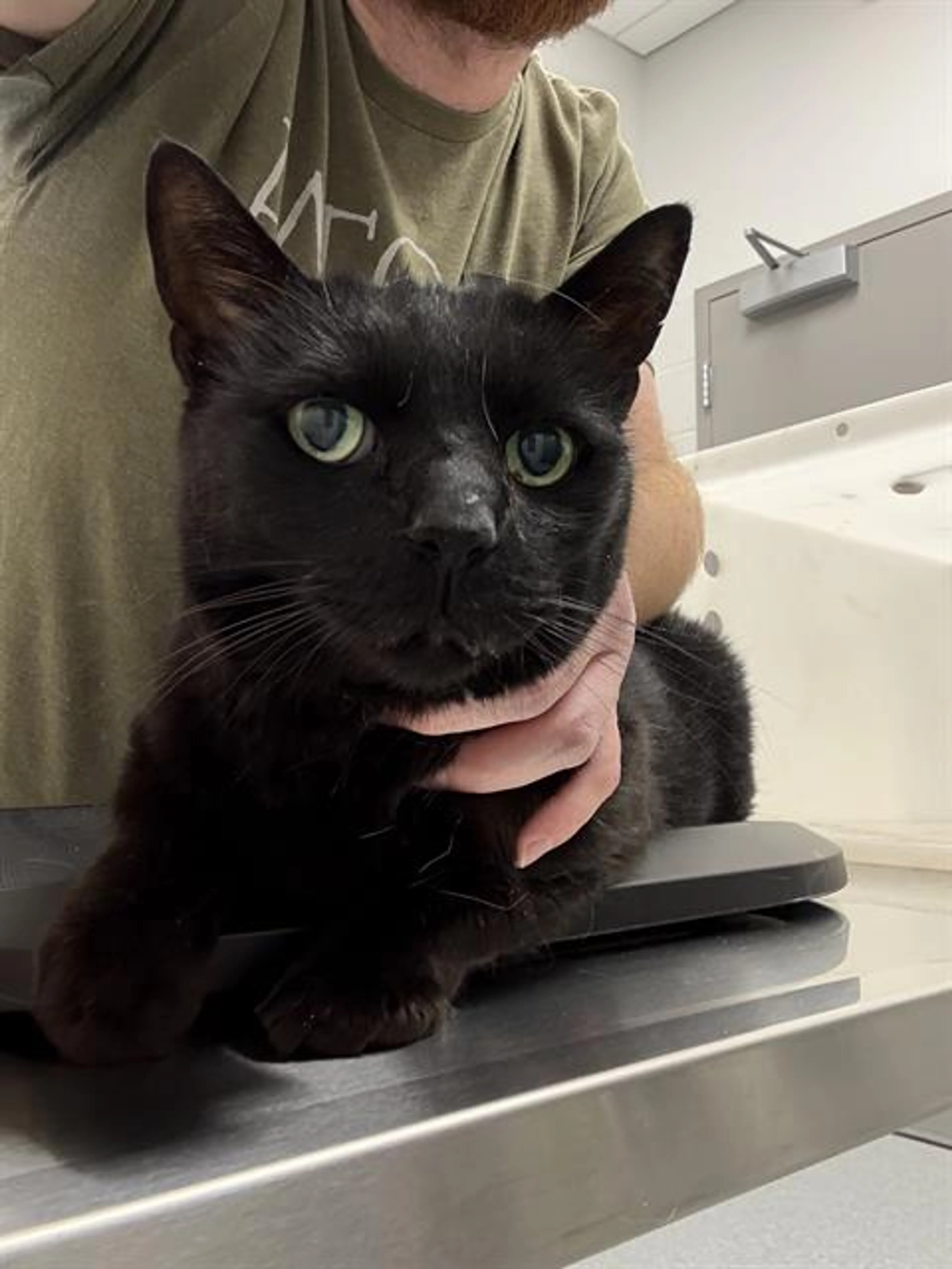 Found pet