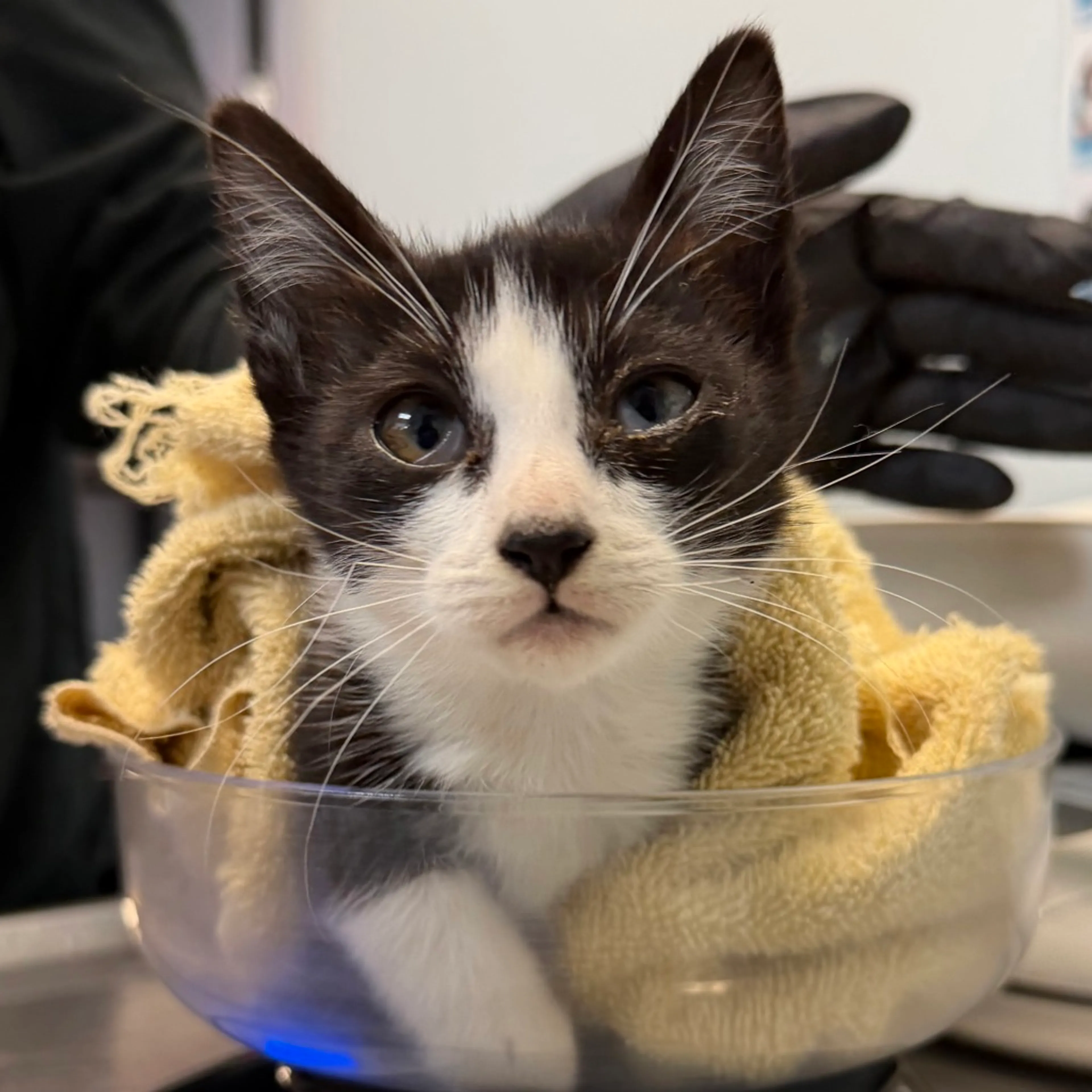 Found pet