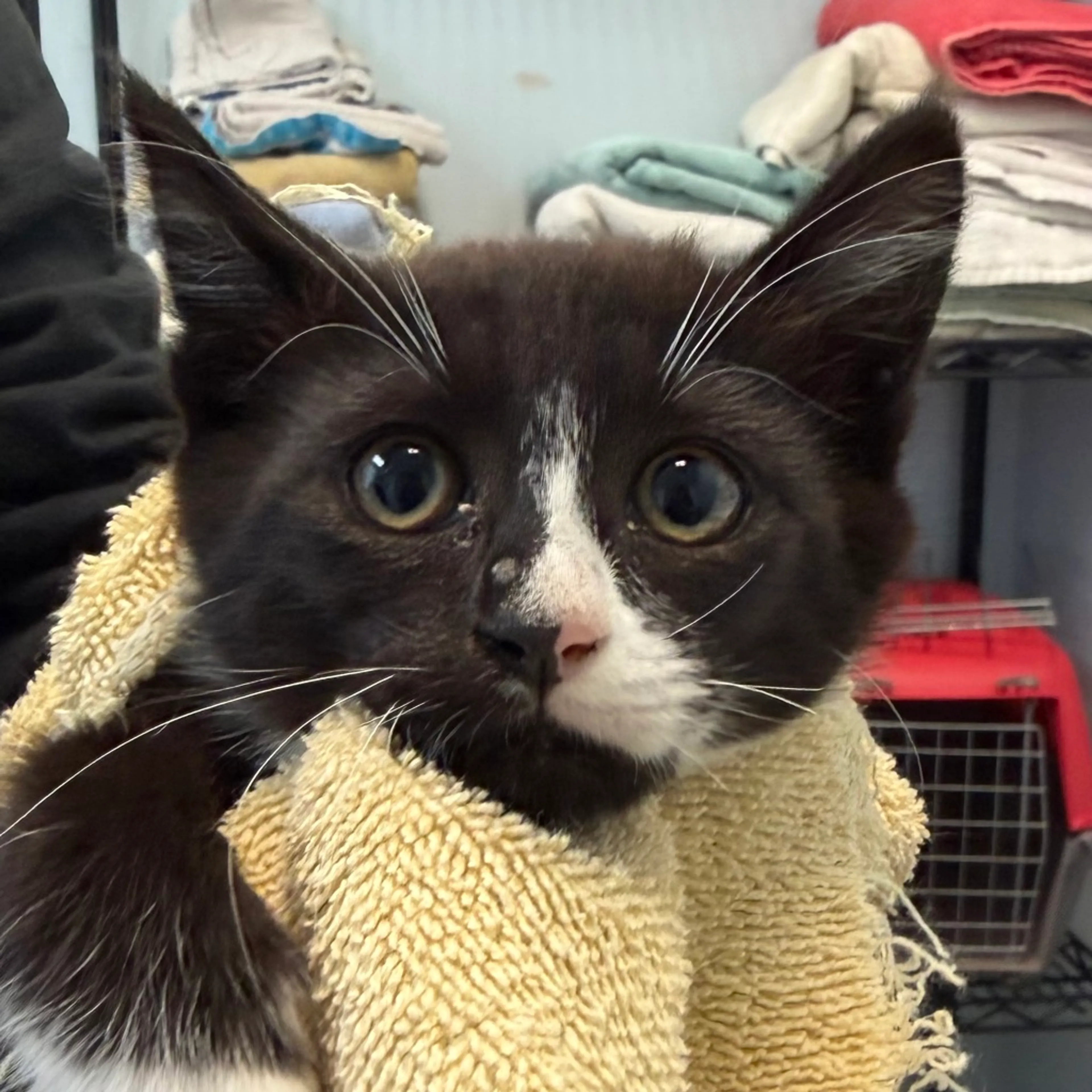 Found pet