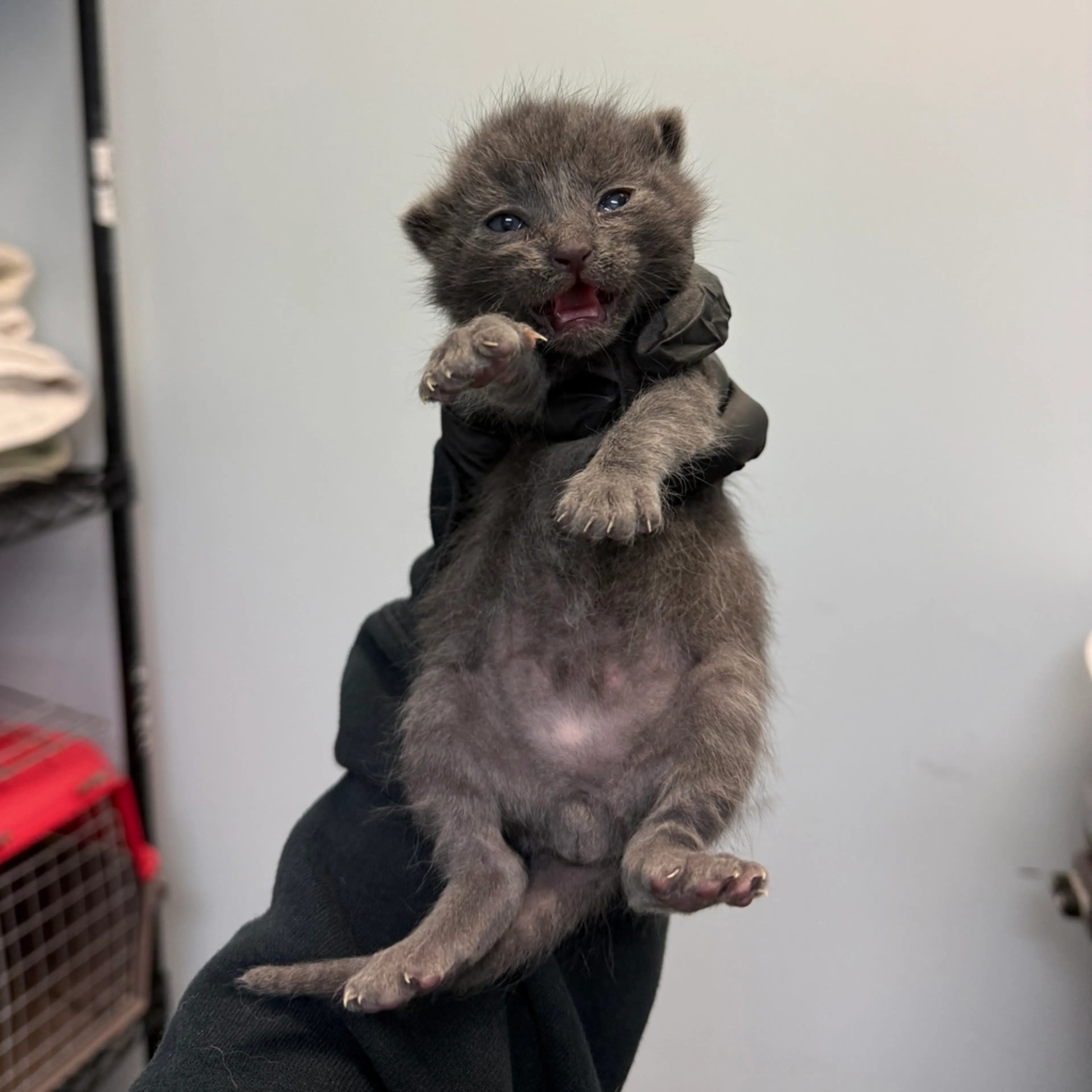 Found pet