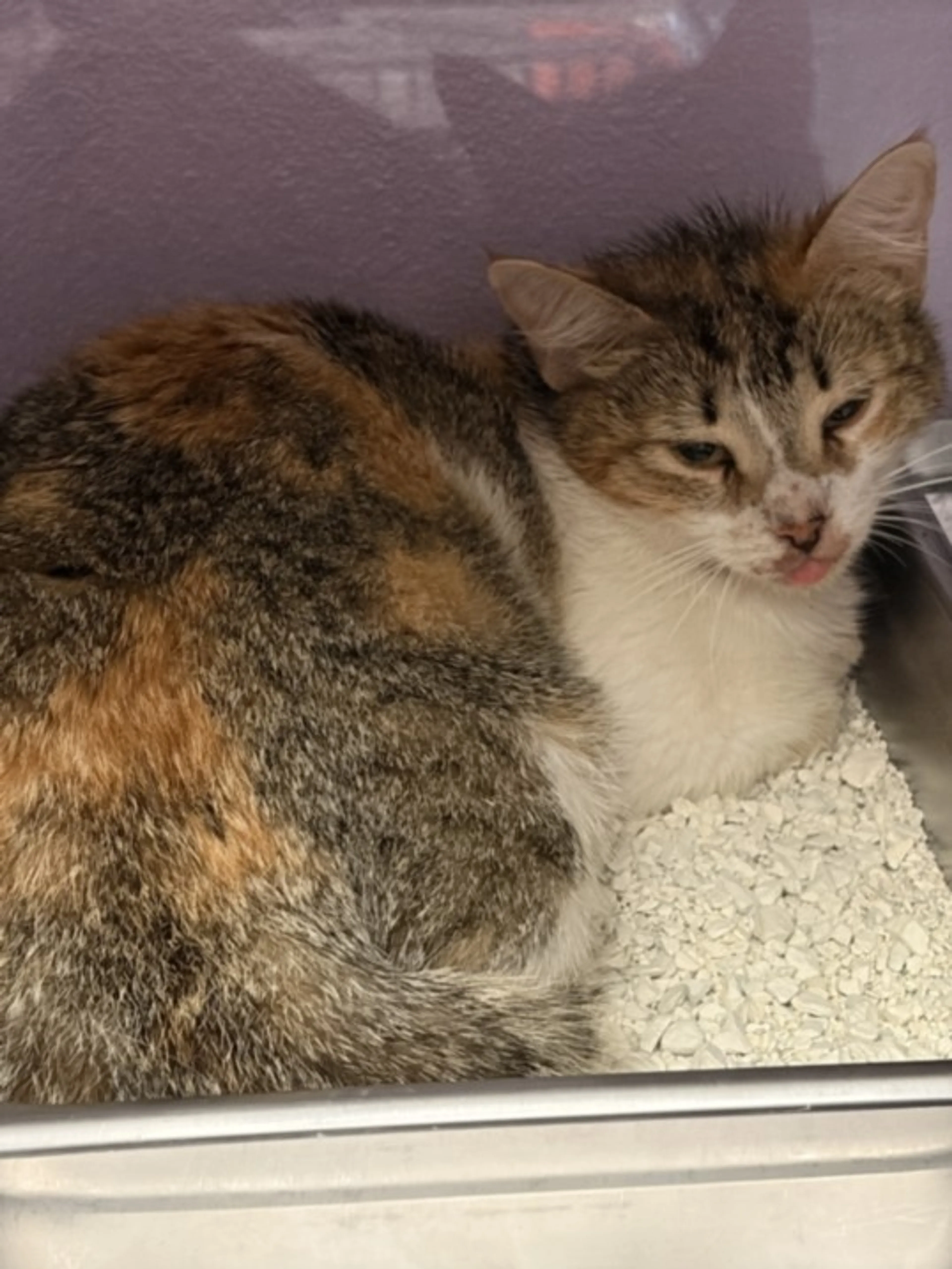 Found pet