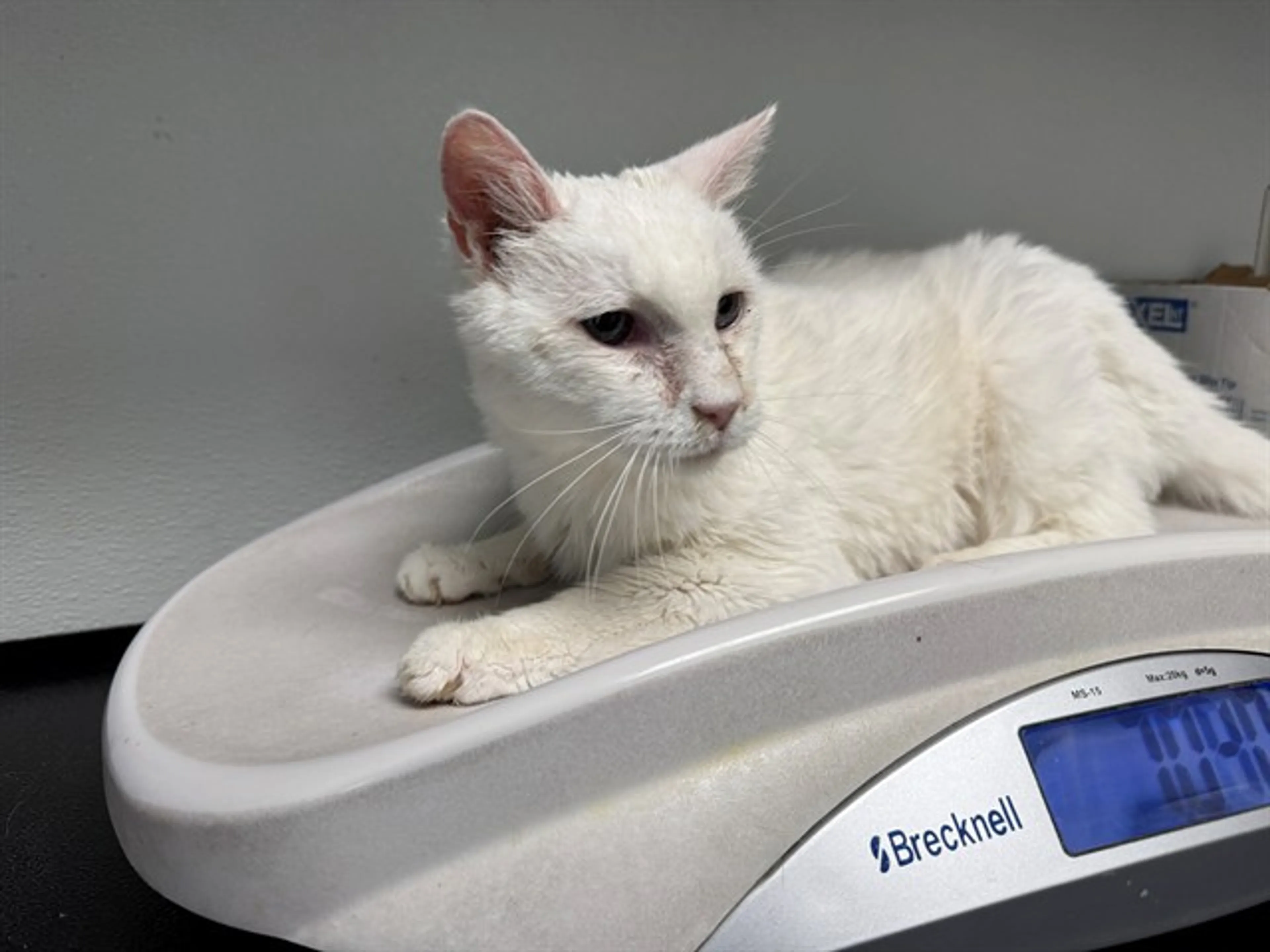 Found pet