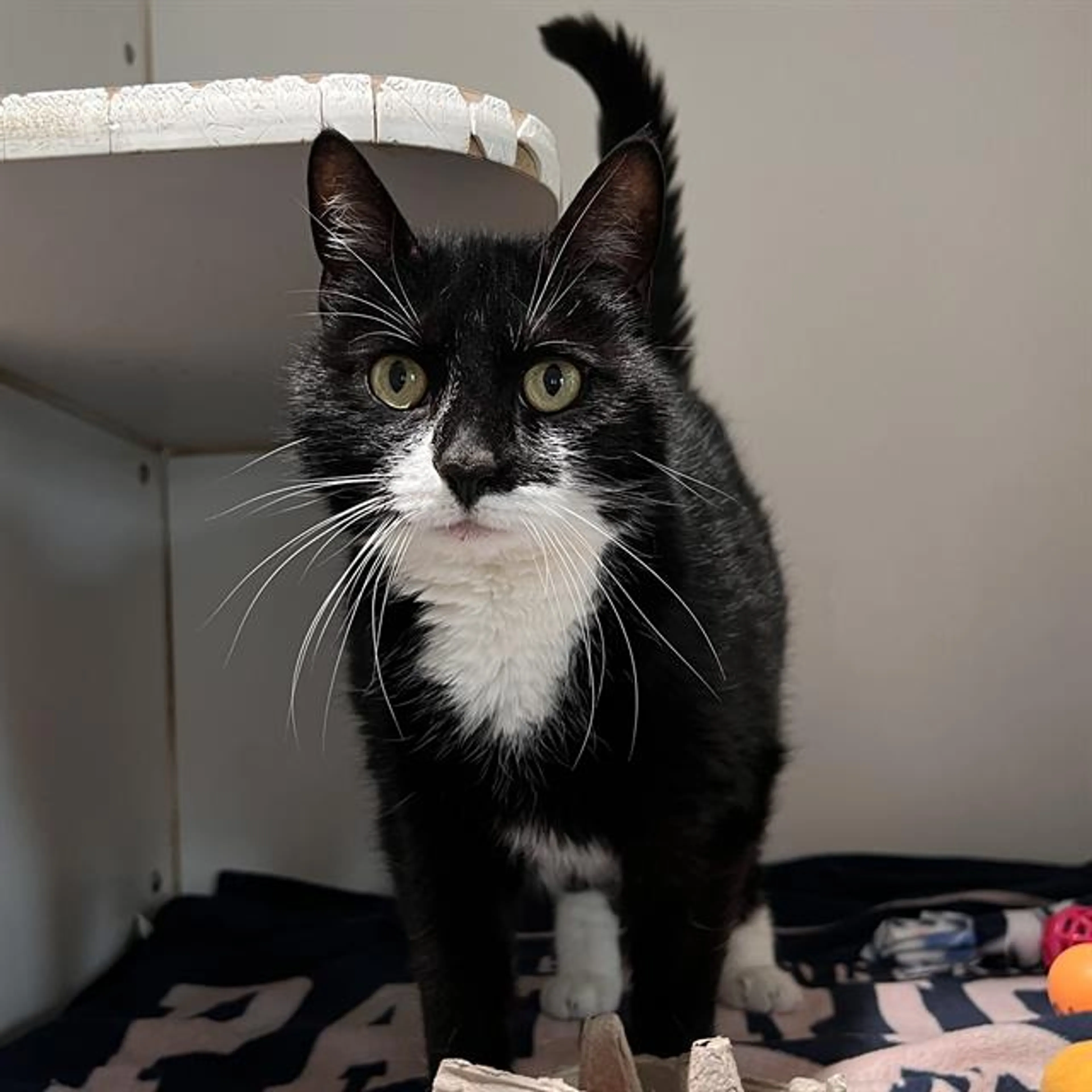 Found pet
