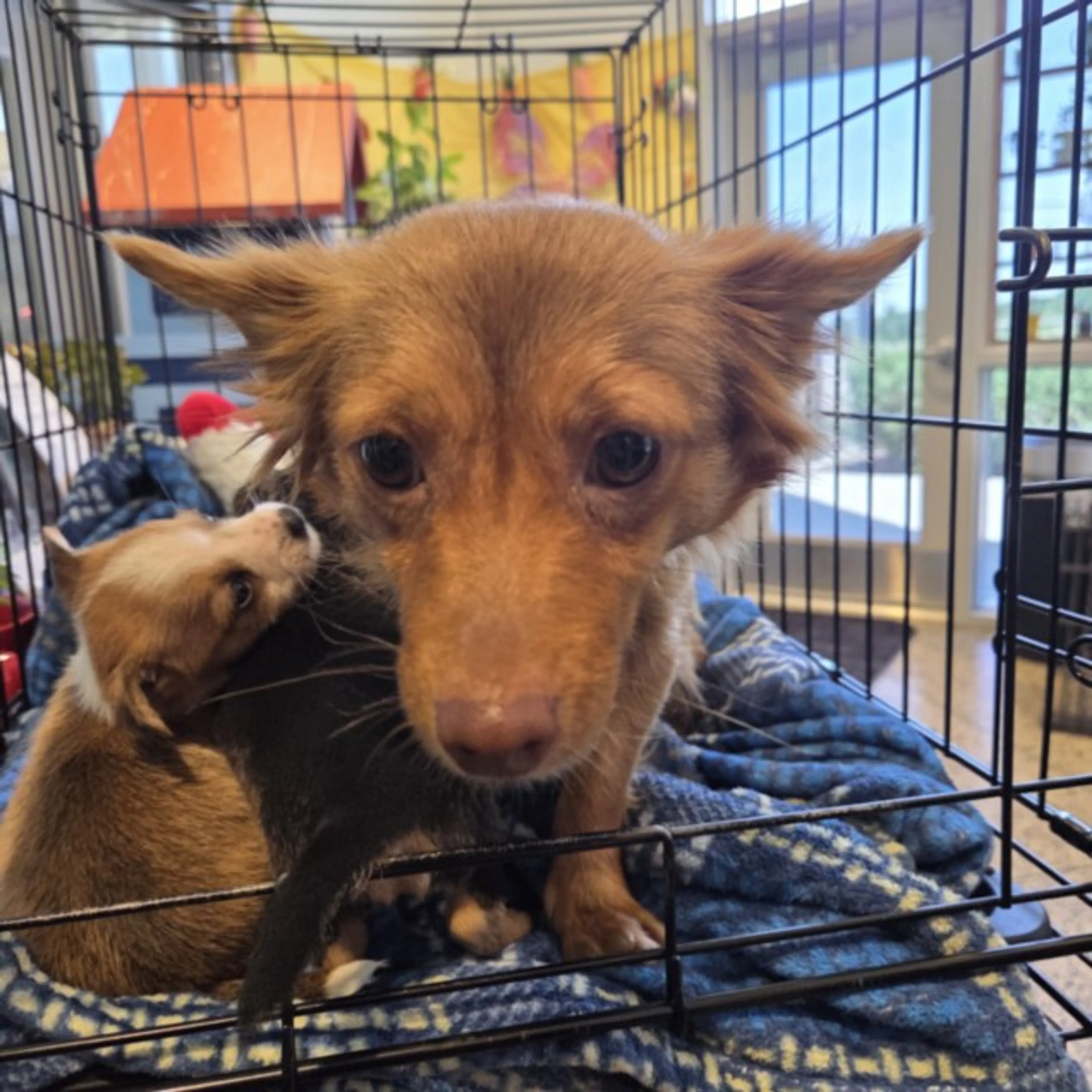 Found pet
