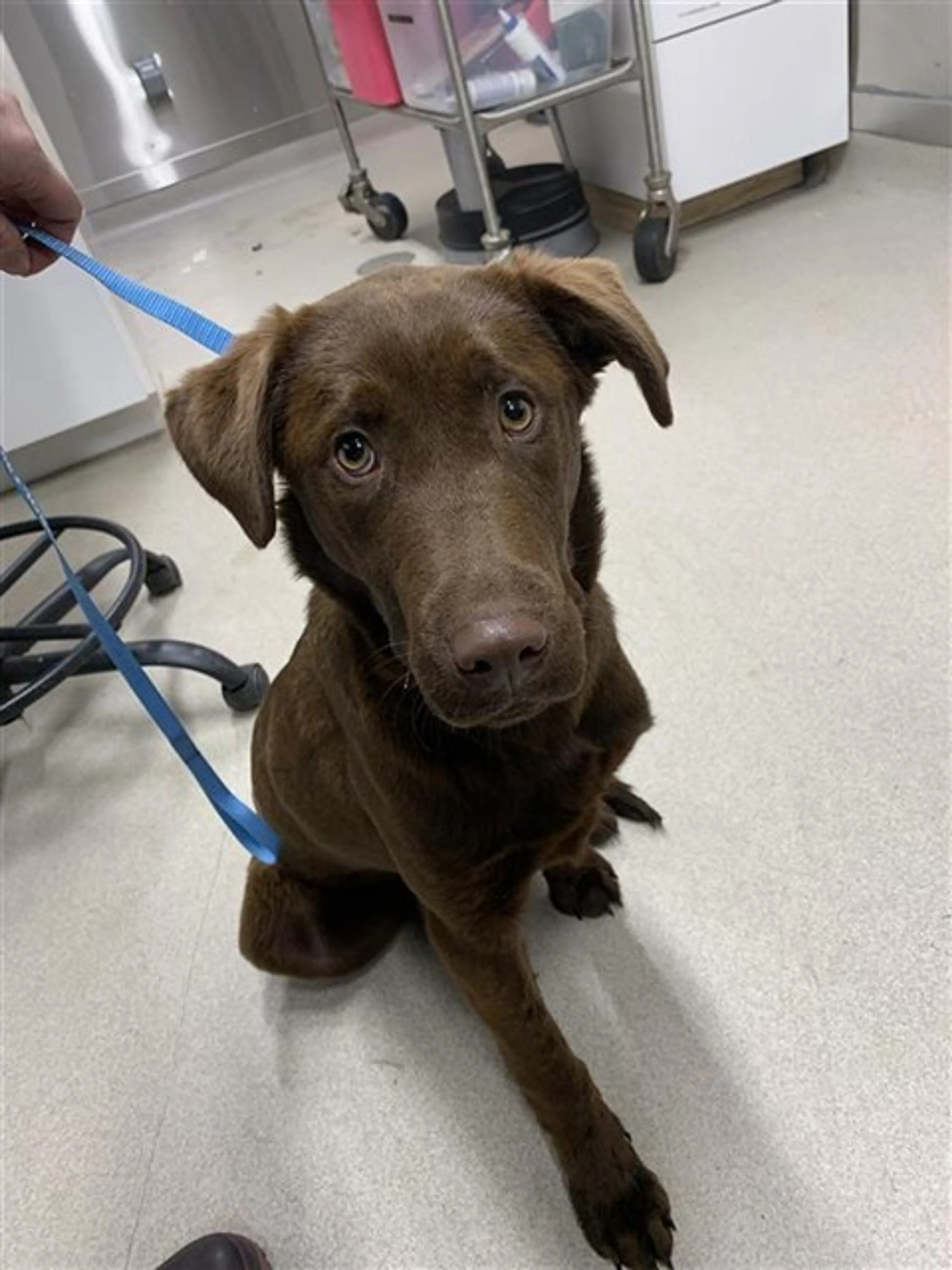 Found pet