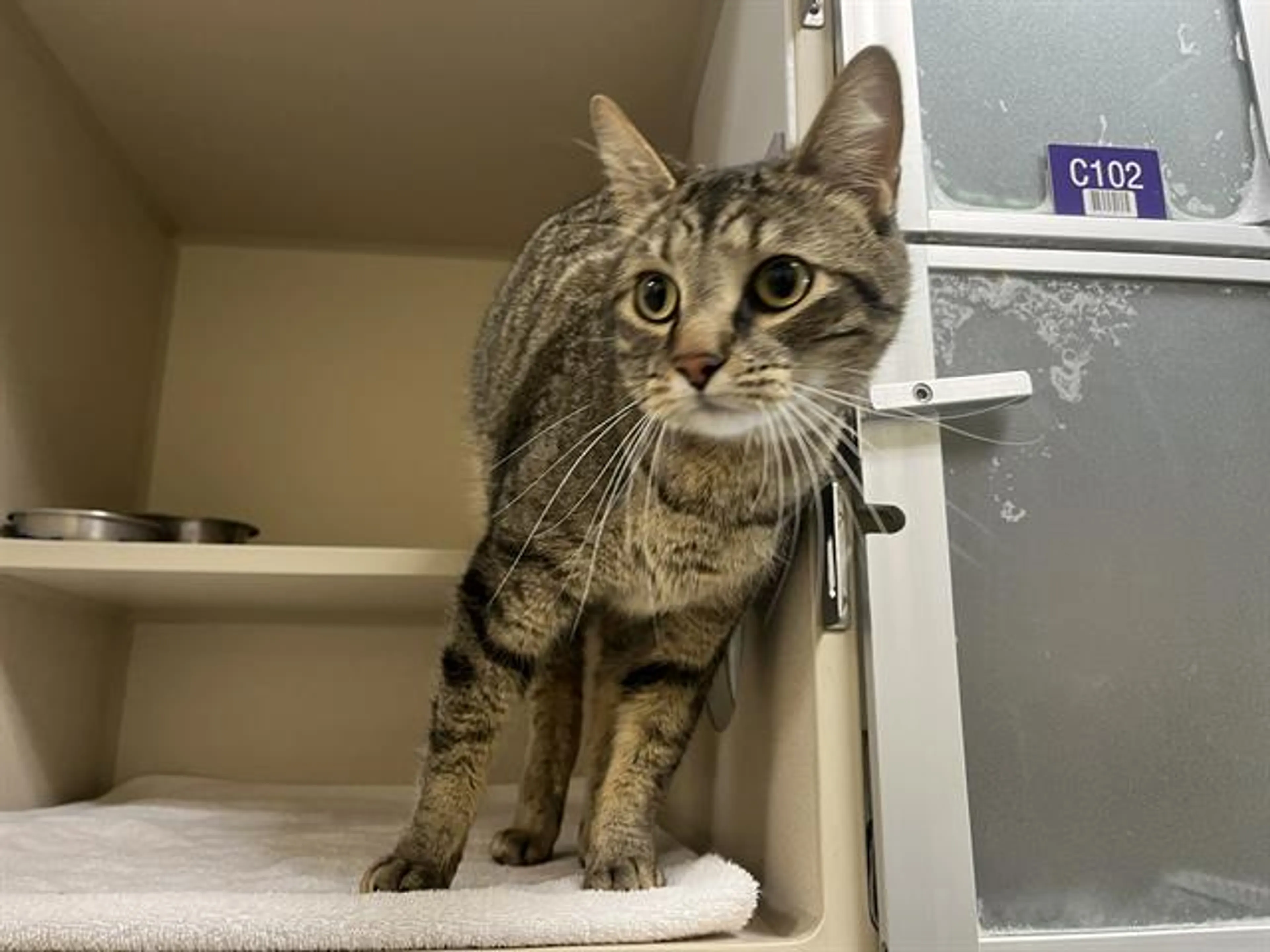 Found pet