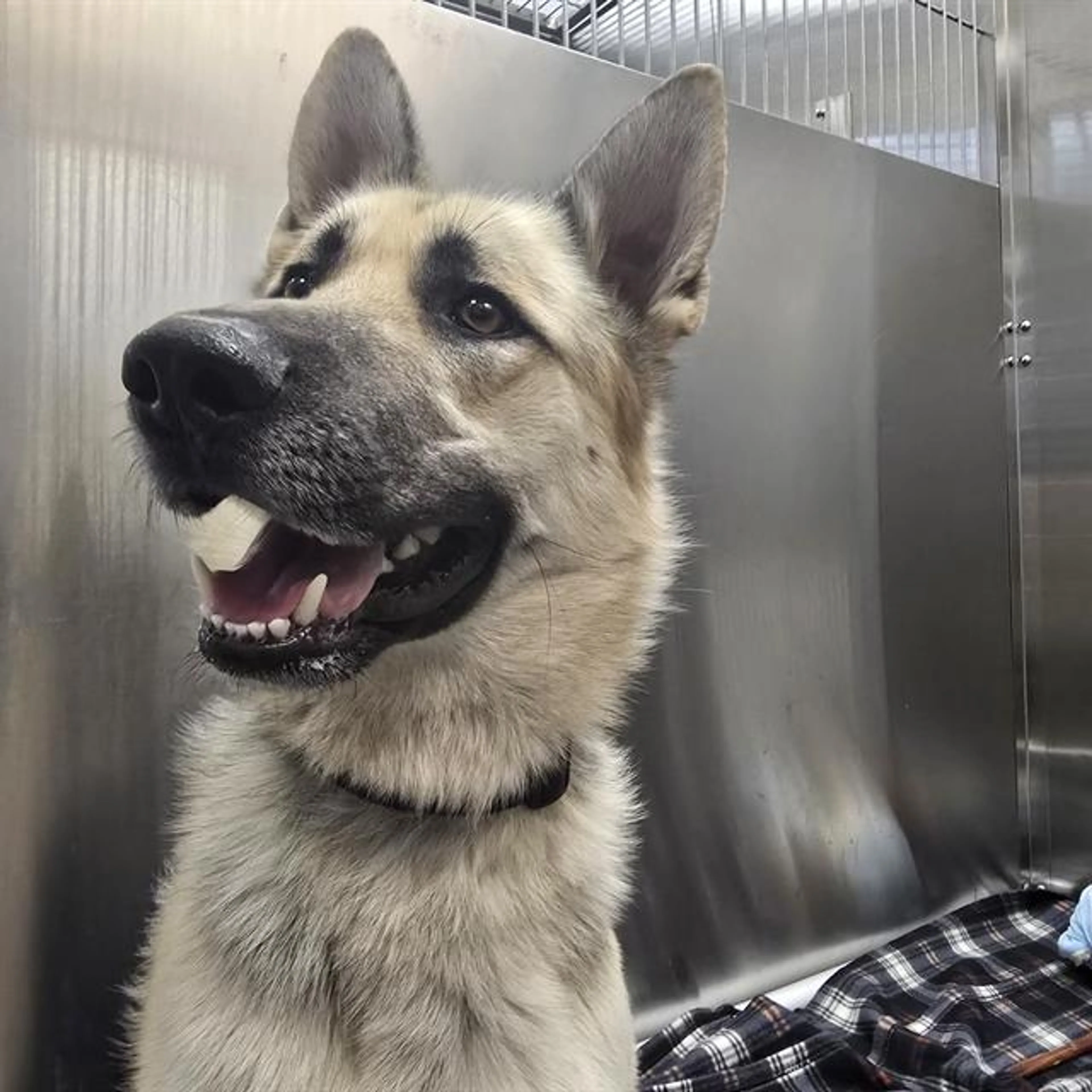 Found pet