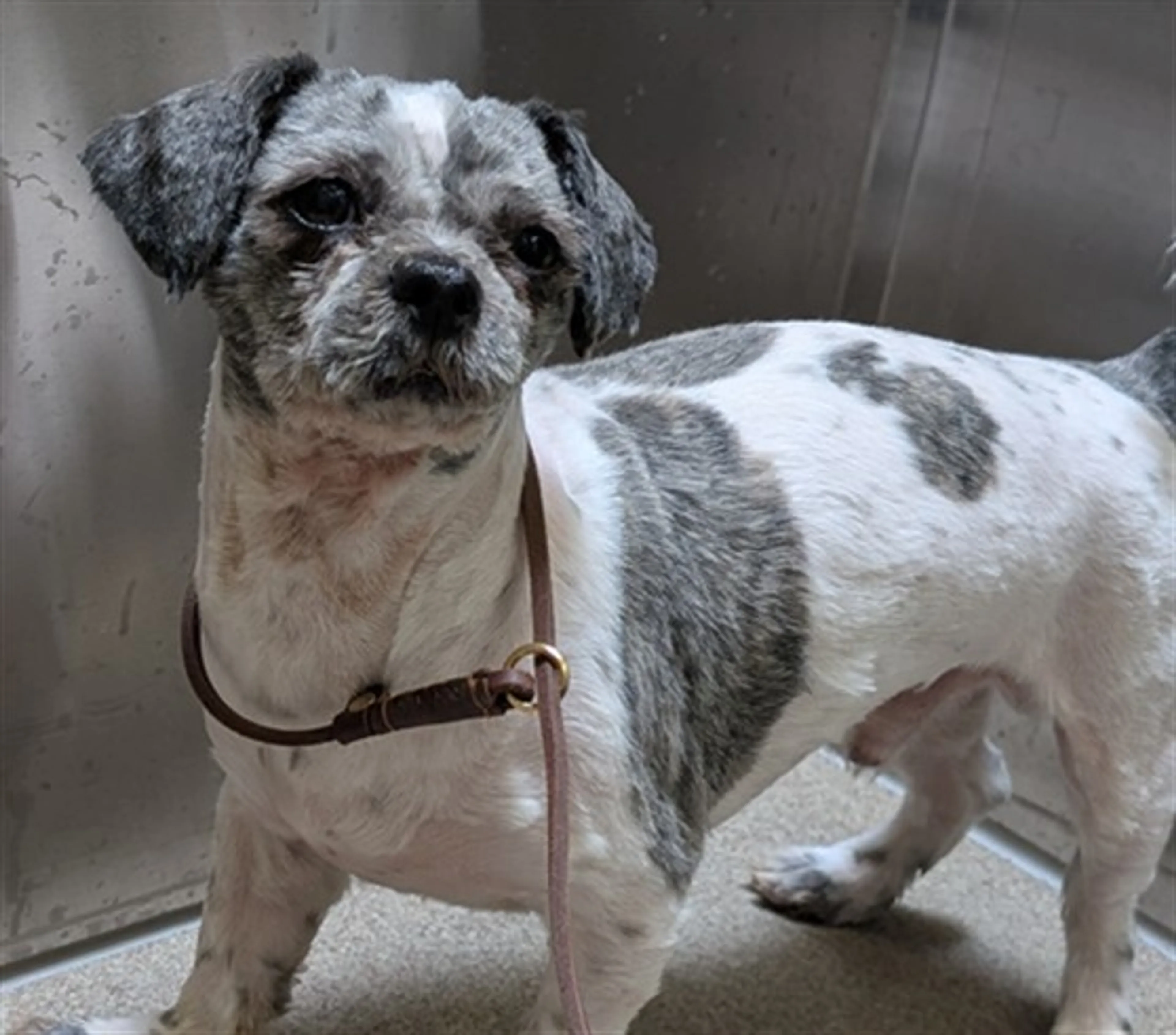 Found pet