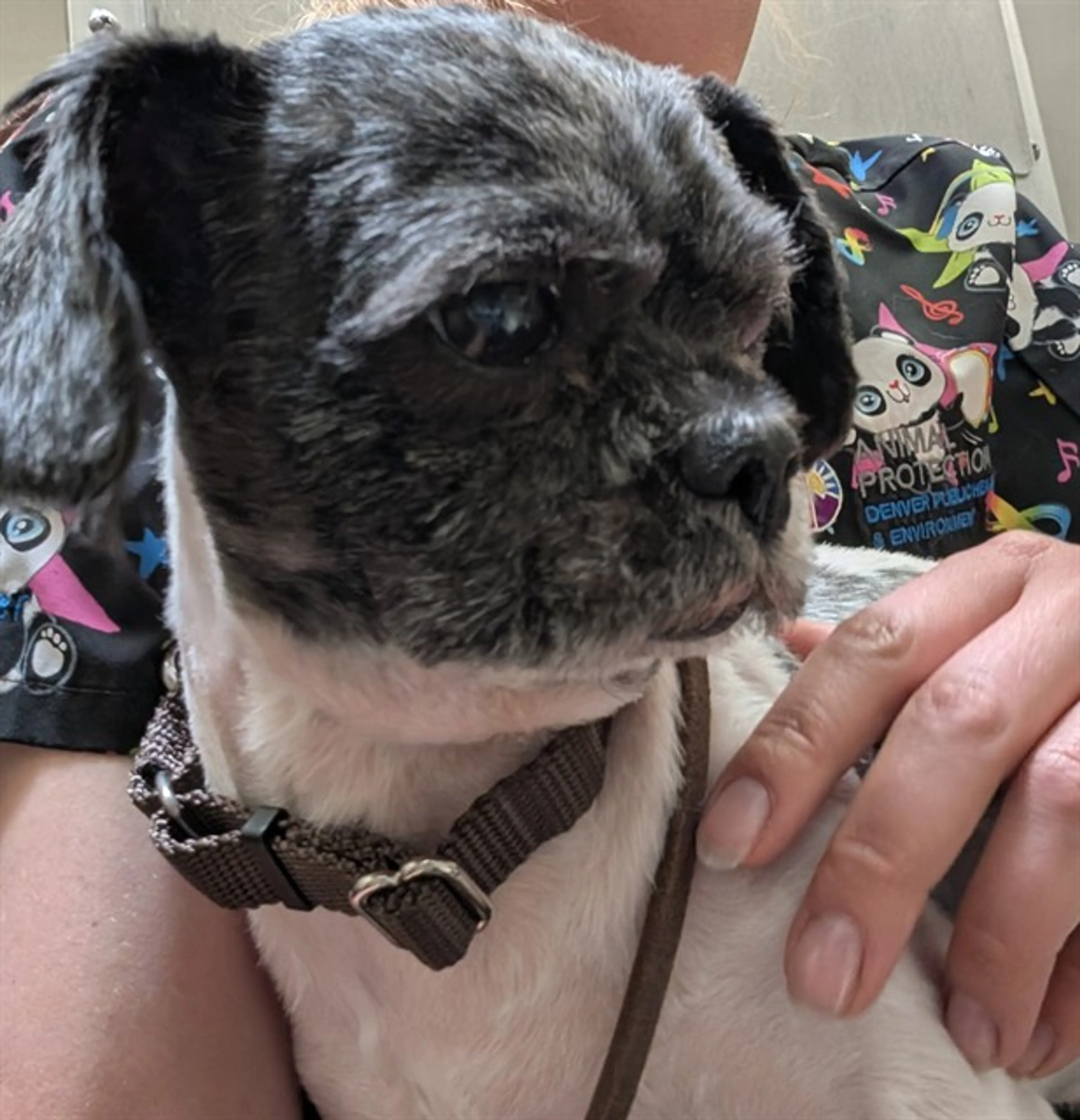 Found pet
