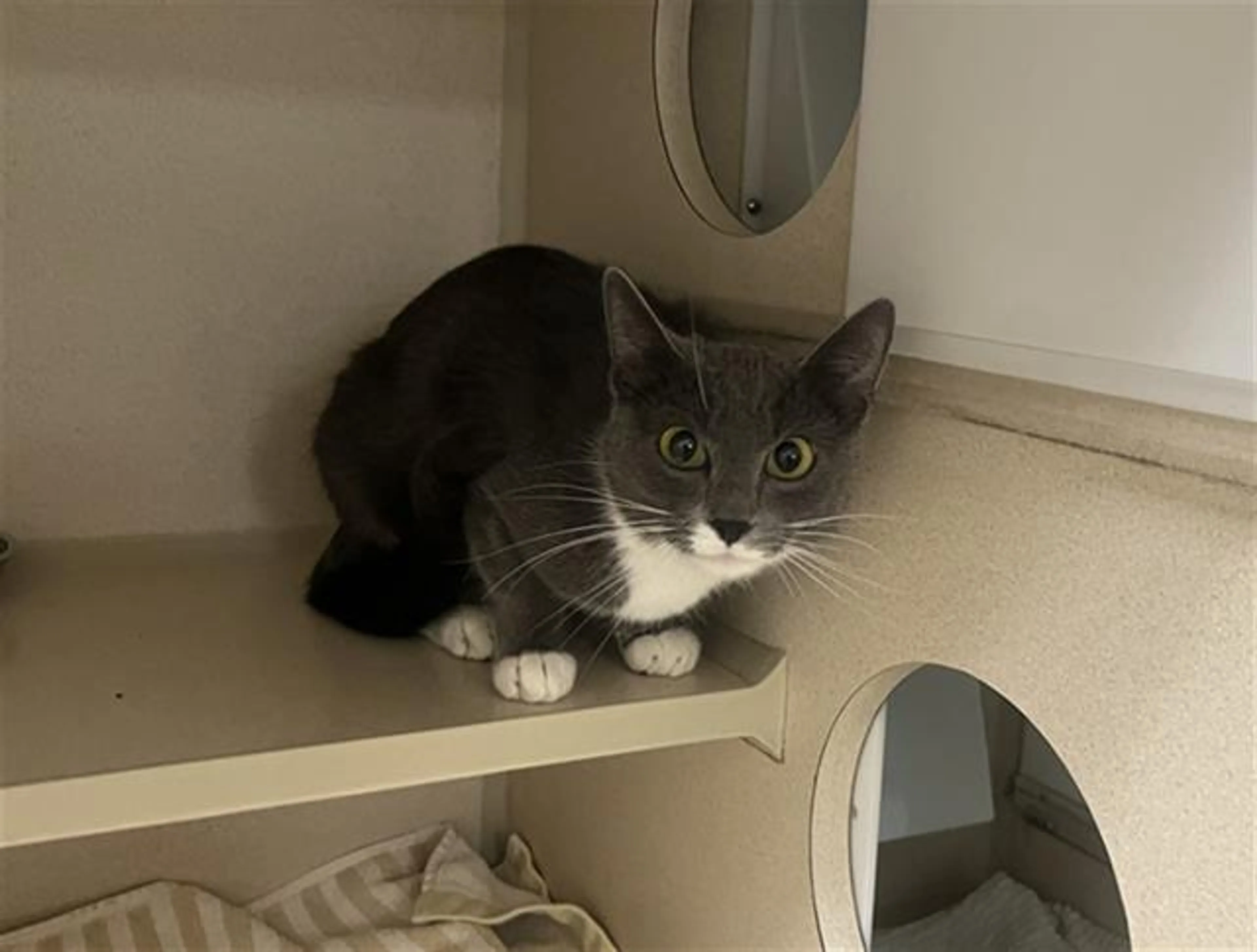 Found pet