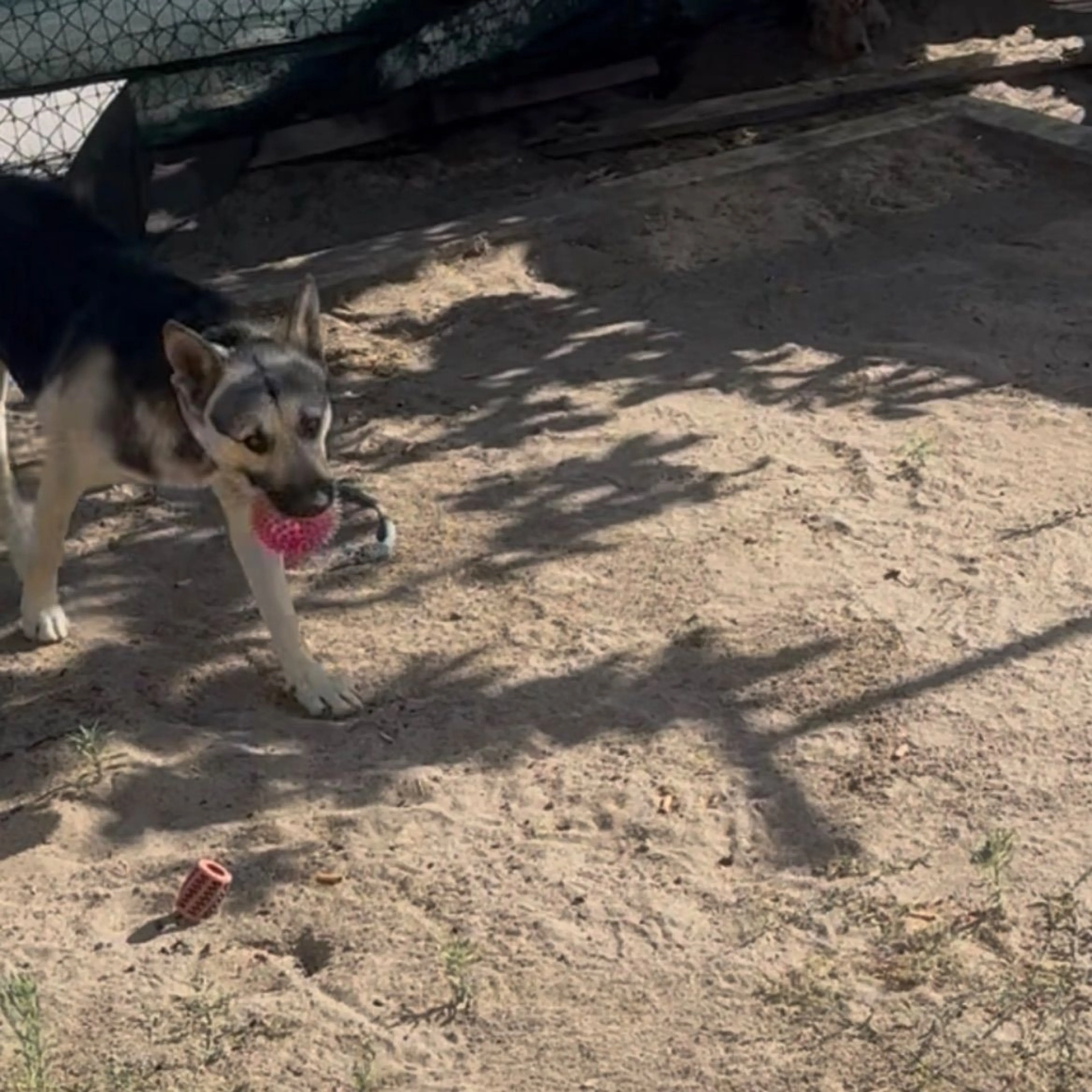 Lost pet