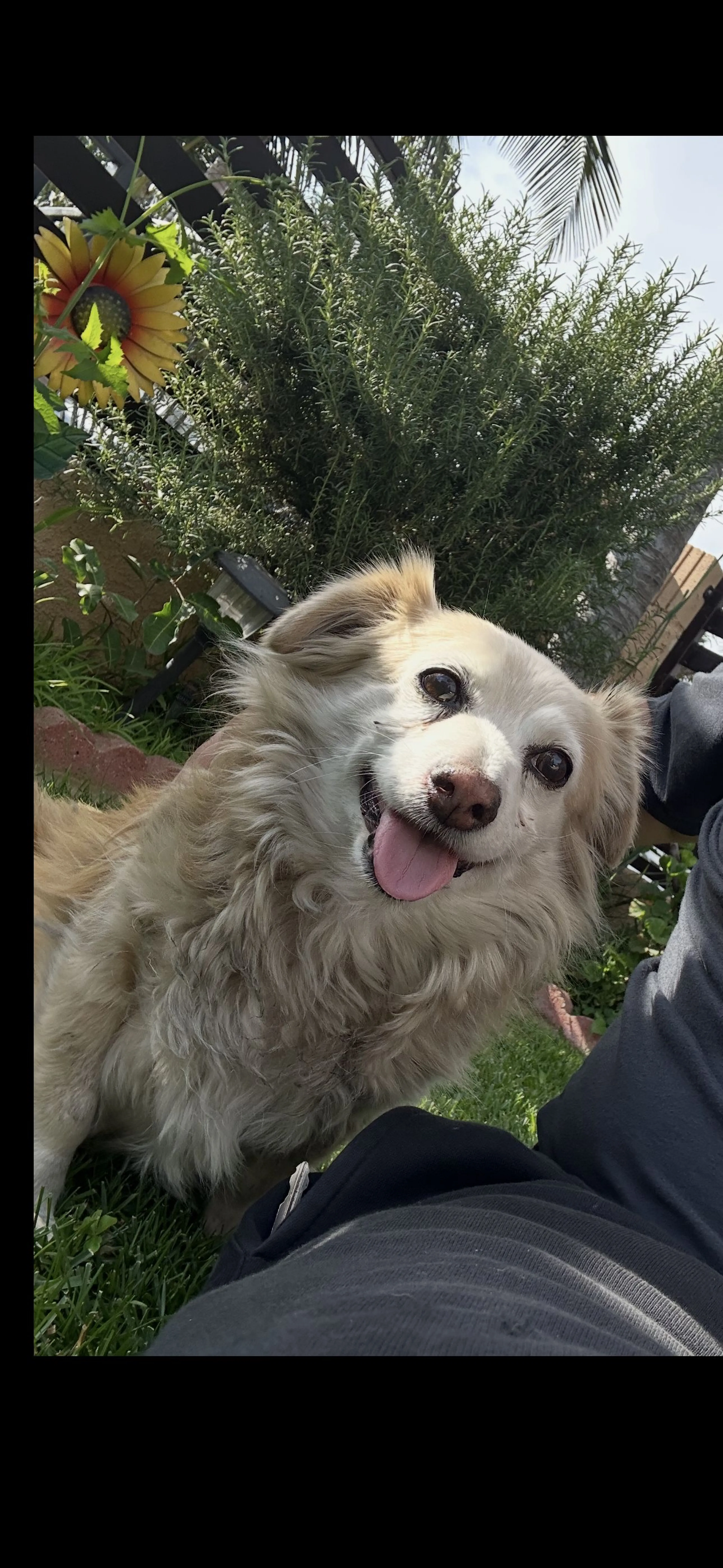 Lost pet-0