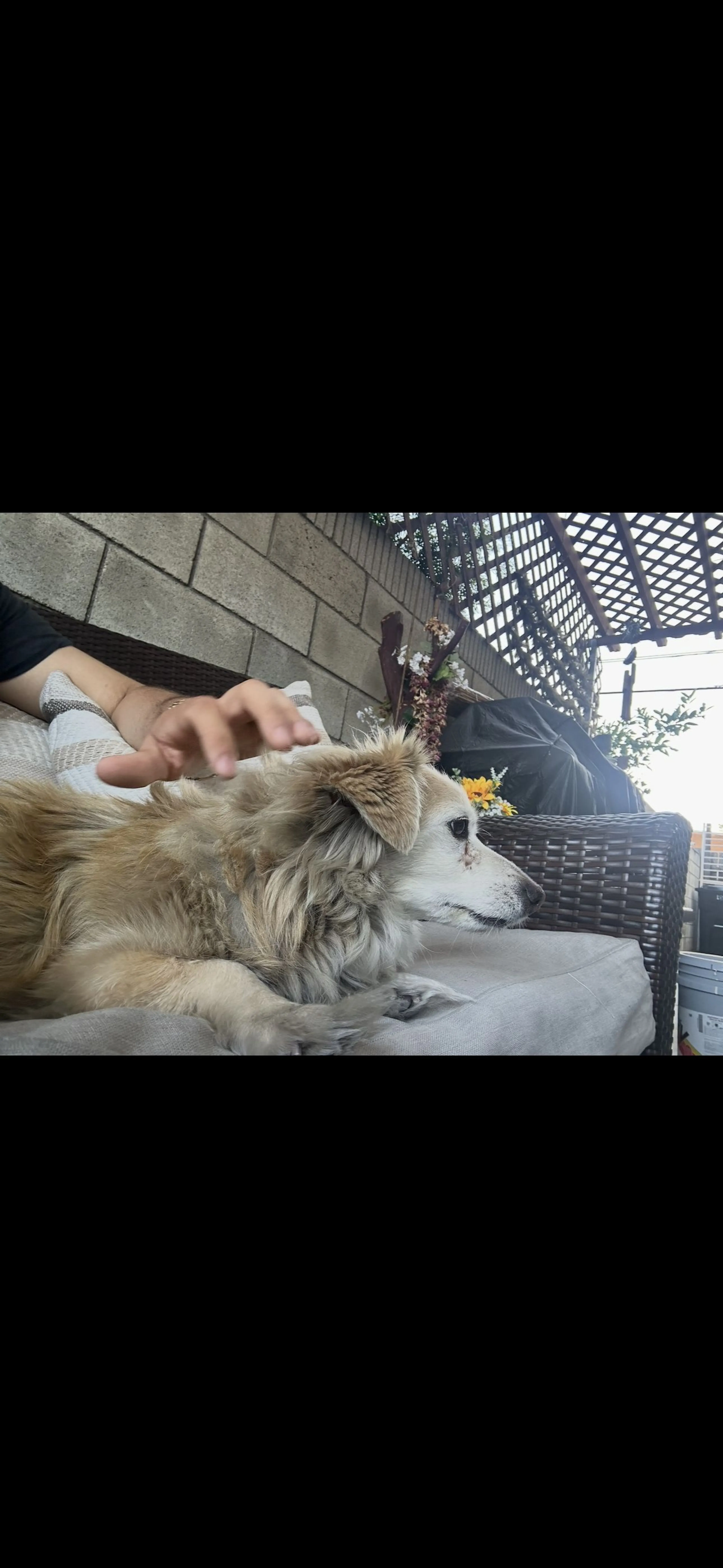Lost pet-2