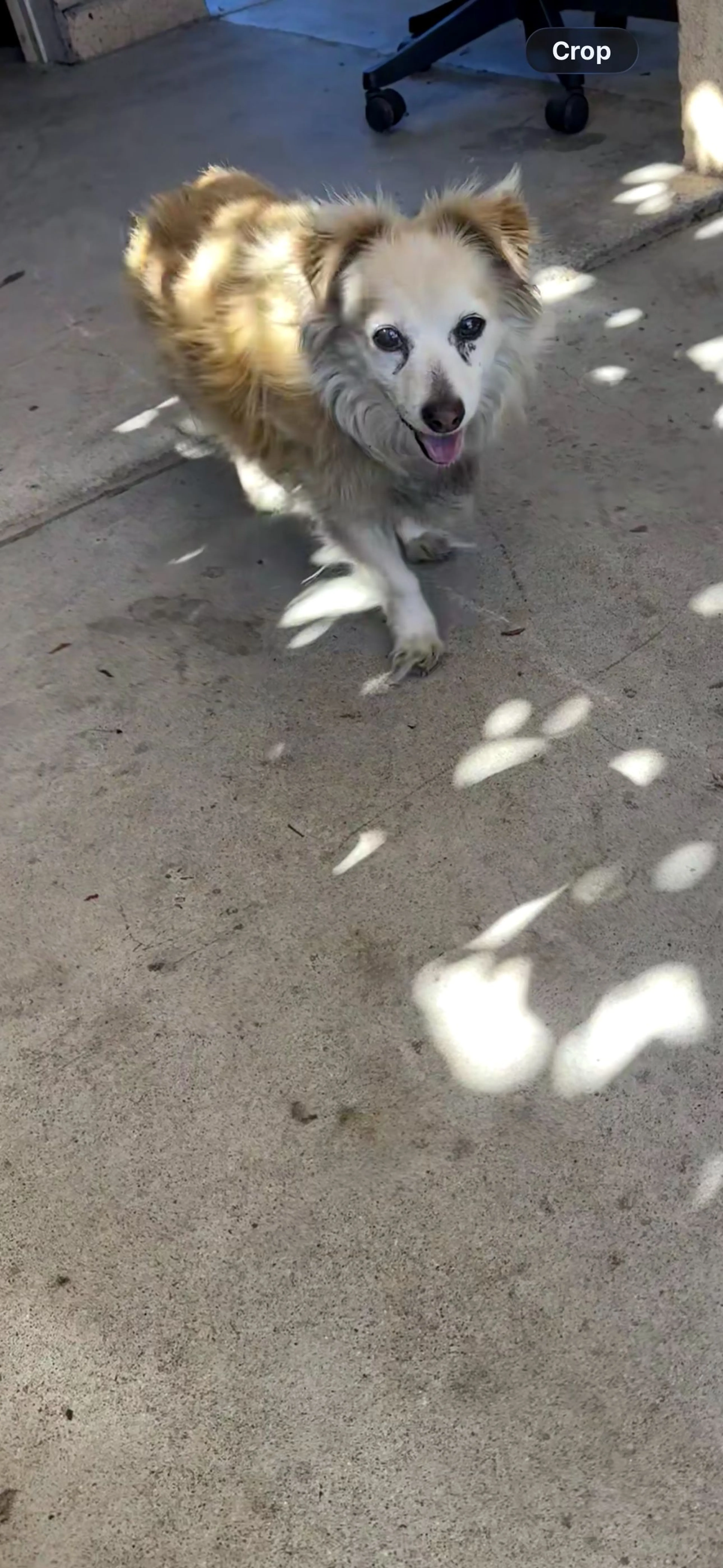 Lost pet-3