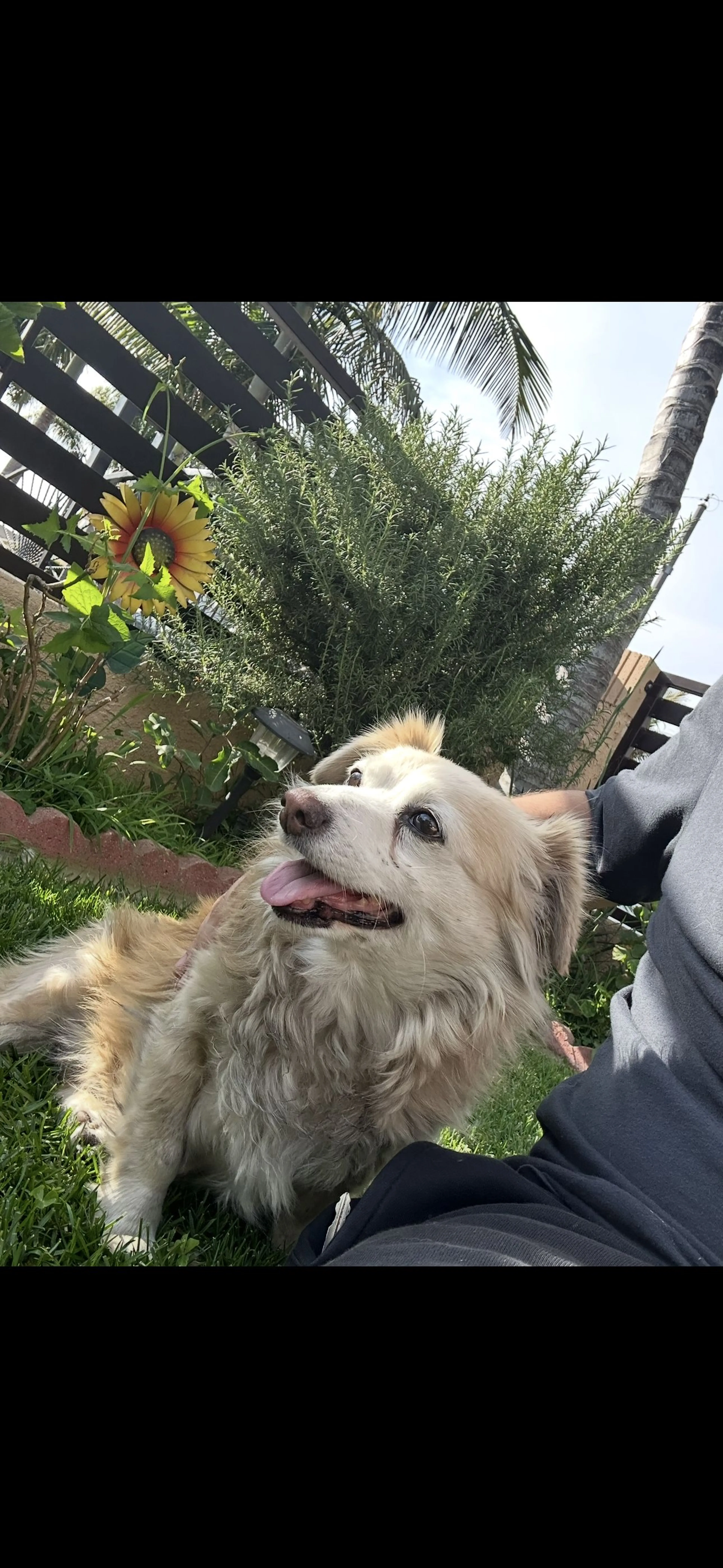 Lost pet-1