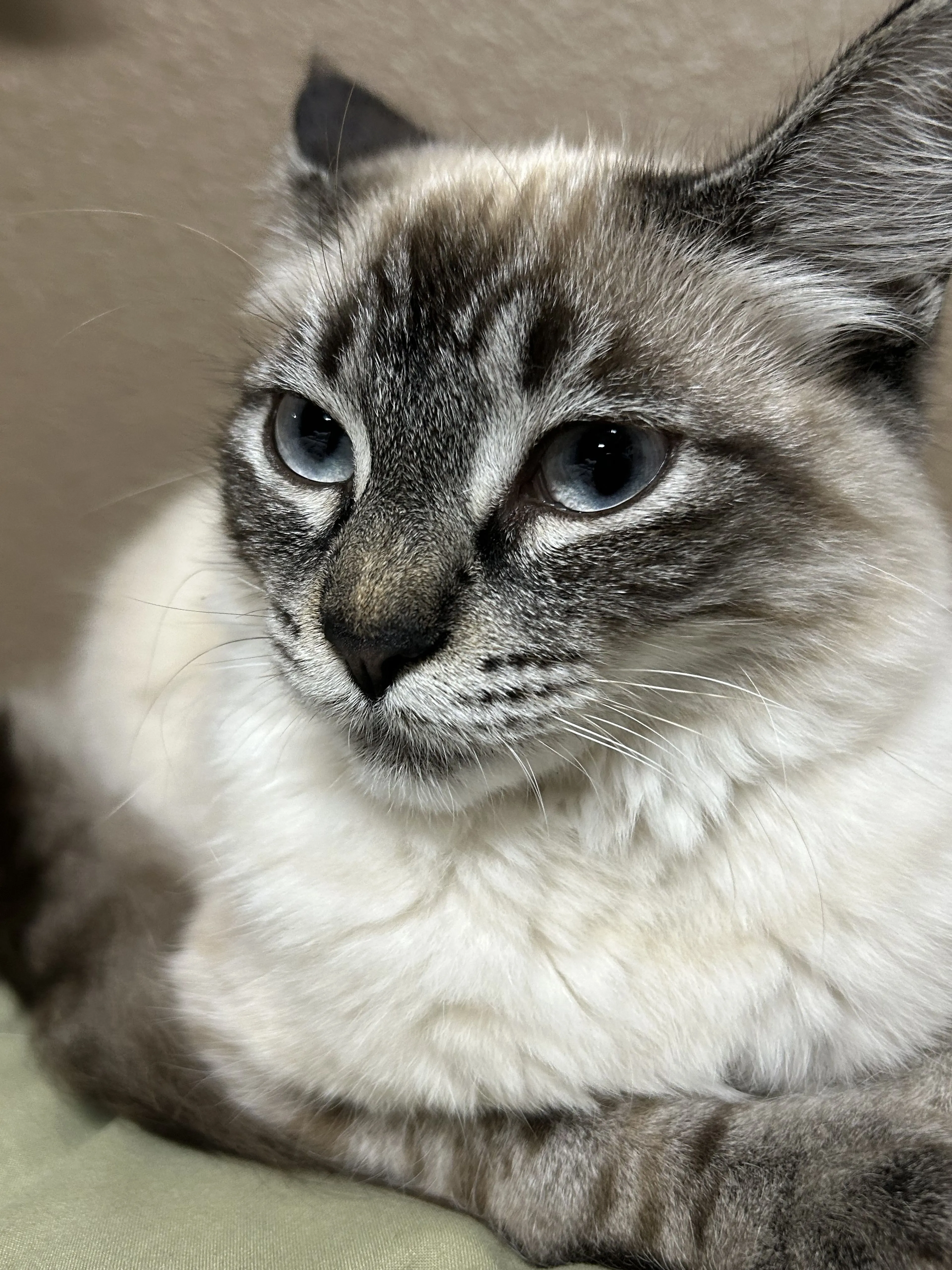 Lost pet-1